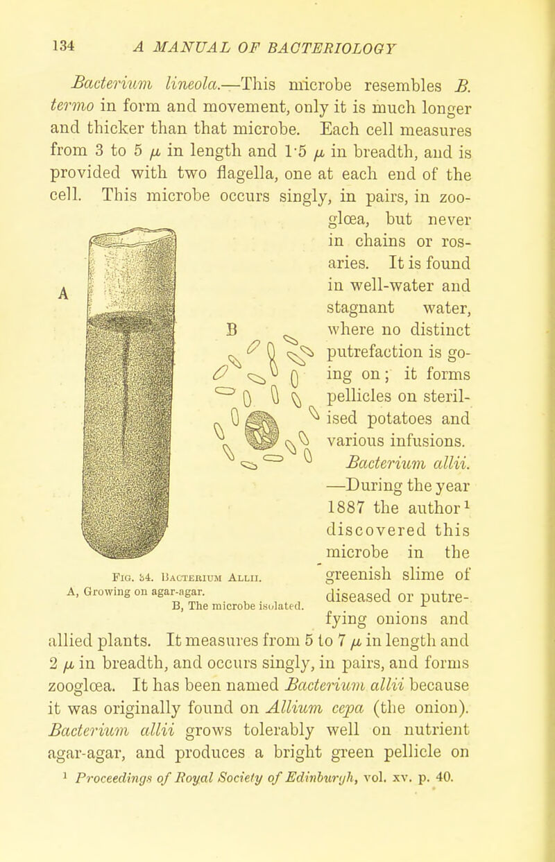 Bacterium lineola.—This microbe resembles B. termo in form and movement, only it is much longer and thicker than that microbe. Each cell measures from 3 to 5 yu, in length and 1-5 yu, in breadth, and is provided with tvsro flagella, one at each end of the cell. This microbe occurs singly, in pairs, in zoo- gloea, but never in chains or ros- aries. It is found in well-water and stagnant water, where no distinct putrefaction is go- ing on; it forms pellicles on steril- ised potatoes and various infusions. Bacterium allii. —During the year 1887 the author! discovered this microbe in the greenish slime of diseased or putre- fying onions and allied plants. It measures from 5 to 7 yu. in length and 2 /i in breadth, and occurs singly, in pairs, and forms zoogloea. It has been named Bacterium allii because it was originally found on Allium cepa (the onion). Bacterittm allii grows tolerably well on nutrient agar-agar, and produces a bright green pellicle on 1 Proceedings of Boyal Society of Edinburgh, vol. xv. p. 40. Fio. b4. Bacteeium Allii. A, Growing on agar-ngar. B, The microbe isolated.