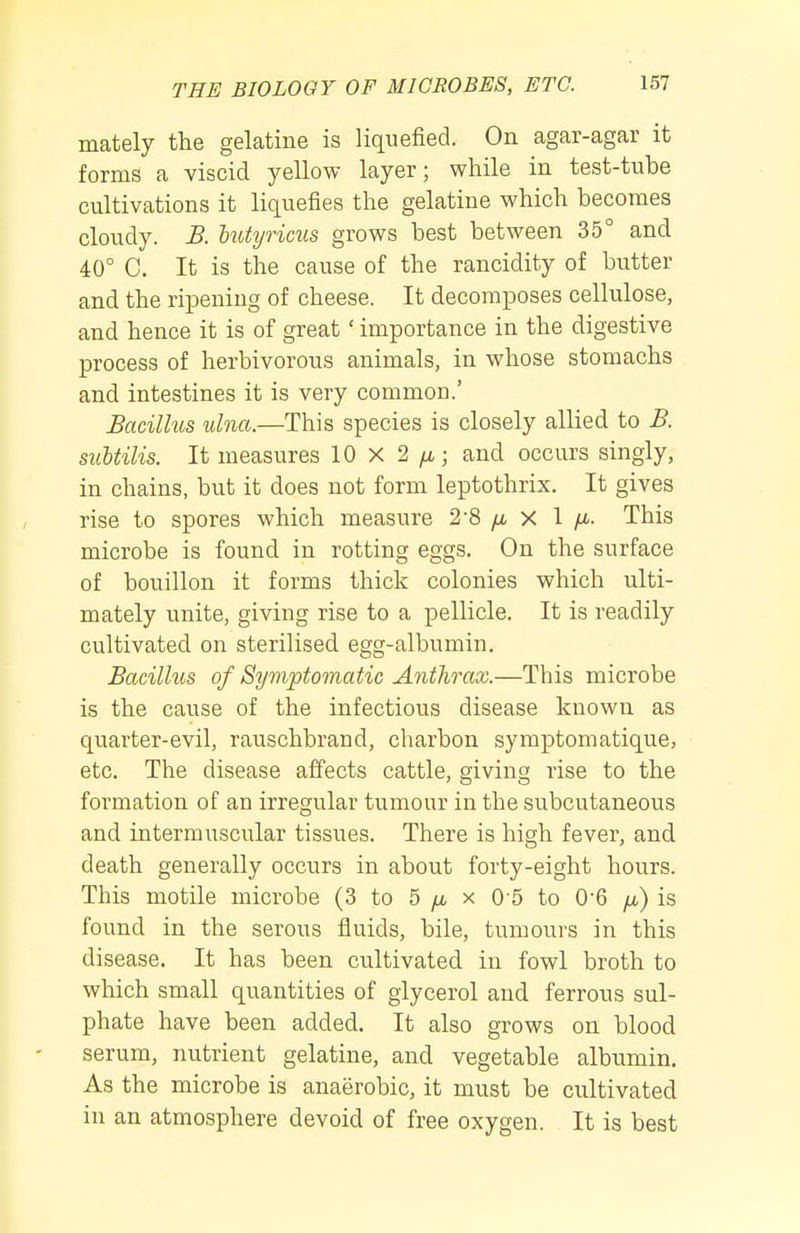 mately the gelatine is liquefied. On agar-agar it forms a viscid yellow layer; while in test-tube cultivations it liquefies the gelatine which becomes cloudy. B. lutyricus grows best between 35° and 40° C. It is the cause of the rancidity of butter and the ripening of cheese. It decomposes cellulose, and hence it is of great' importance in the digestive process of herbivorous animals, in whose stomachs and intestines it is very common.' Bacillus ulna.—This species is closely allied to B. siihtilis. It measures 10 X 2 /i, j and occurs singly, in chains, but it does not form leptothrix. It gives rise to spores which measure 2'8 /a X 1 /Lt. This microbe is found in rotting eggs. On the surface of bouillon it forms thick colonies which ulti- mately unite, giving rise to a pellicle. It is readily cultivated on sterilised egg-albumin. Bacillus of Symptomatic Anthrax.—This microbe is the cause of the infectious disease known as quarter-evil, rauschbrand, charbon symptomatique, etc. The disease affects cattle, giving rise to the formation of an irregular tumour in the subcutaneous and intermuscular tissues. There is high fever, and. death generally occurs in about forty-eight hours. This motile microbe (3 to 5 /a x 0 5 to 06 /u,) is found in the serous fluids, bile, tumours in this disease. It has been cultivated in fowl broth to which small quantities of glycerol and ferrous sul- phate have been added. It also grows on blood serum, nutrient gelatine, and vegetable albumin. As the microbe is anaerobic, it must be cultivated in an atmosphere devoid of free oxygen. It is best