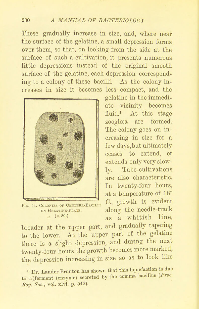 These gradually increase in size, and, where near the surface of the gelatine, a small depression forms over them, so that, on looking from the side at the surface of such a cultivation, it presents numerous little depressions instead of the original smooth surface of the gelatine, each depression correspond- ing to a colony of these bacilli. As the colony in- creases in size it becomes less compact, and the broader at the upper part, and gradually tapering to the lower. At the upper part of the gelatine there is a slight depression, and during the next twenty-four hours the growth becomes more marked, the depression increasing in size so as to look hke 1 Dr. Lauder Brunton has shown that this liquefaction is due to a'.ferment (enzyme) secreted by the comma bacillus (Proc. Roy. Soc, vol. xlvi. p. 542). VH!llii,llniriiir- ' , Fio. 44. Colonies of Cholera-Bacilli ON Gelatine-Plate. ^ (X 80.) gelatine in the immedi- ate vicinity becomes fluid.^ At this stage zoogloea are formed. The colony goes on in- creasing in size for a few days, but ultimately ceases to extend, or extends only very slow- ly. Tube-cultivations are also characteristic. In twenty-four hours, at a temperature of 18° C, growth is evident along the needle-track as a whitish line.