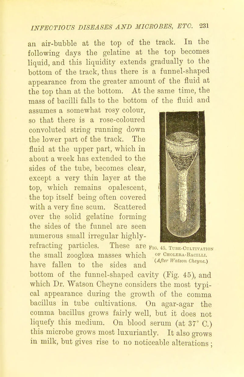 an air-bubble at the top of the track. In the following days the gelatine at the top becomes liquid, and this liquidity extends gradually to the bottom of the track, thus there is a funnel-shaped appearance from the greater amount of the fluid at the top than at the bottom. At the same time, the mass of bacilli falls to the bottom of the fluid and assumes a somewhat rosy colour, so that there is a rose-coloured convoluted string running down the lower part of the track. The fluid at the upper part, which in about a week has extended to the sides of the tube, becomes clear, except a very thin layer at the top, which remains opalescent, the top itself being often covered I with a very fine scum. Scattered over the solid gelatine forming the sides of the funnel are seen numerous small irregular highly- refracting particles. These are fio. 45. tube-cultivation the small zoogloea masses which cholera-bacilli. 1 « Ti , ,1 ■^ 1 (After Watson CUeyiie.) have fallen to the sides and bottom of the funnel-shaped cavity (Fig. 45), and which Dr. Watson Cheyne considers the most typi- cal appearance during the growth of the comma bacillus in tube cultivations. On agar-agar the comma bacillus grows fairly well, but it does not liquefy this medium. On blood serum (at 37° C.) this microbe grows most luxuriantly. It also grows in milk, but gives rise to no noticeable alterations :