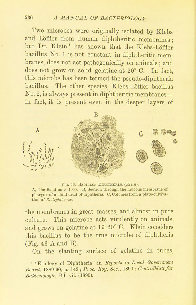 Two microbes were originally isolated by Klebs and Lofifler from human diphtheritic membranes; but Dr. Klein ^ has shown that the Klebs-Loffler bacillus ISTo. 1 is not constant in diphtheritic mem- branes, does not act pathogenically on animals; and does not grow on solid gelatine at 20° C. In fact, this microbe has been termed the pseudo-diphtheria bacillus. The other species, Klebs-Loffler bacillus No. 2, is always present in diphtheritic membranes— in fact, it is present even in the deeper layers of Fig. 46. Bacillus Diphtheri.e (Klein). A, The Bacillus x 1000. B, Section through the mucous membrane of pharynx of a child dead of diphtheria. 0, Colonies from a plate-cultiva- tion of B. diphtherice. the membranes in great masses, and almost in pure culture. This microbe acts virulently on animals, and grows on gelatine at 19-20° C. Klein considers this bacillus to be the true microbe of diphtheria (Fig. 46 A and B). On the slanting surface of gelatine in tubes, 1 ' Etiology of Diphtheria' in Reports to Local Oovernment Board, 1889-90, p. 143; Proc. Ro%j. Soc, 1890; Centralhlatt fiir Bakteriologie, Bd. vii. (1890). B