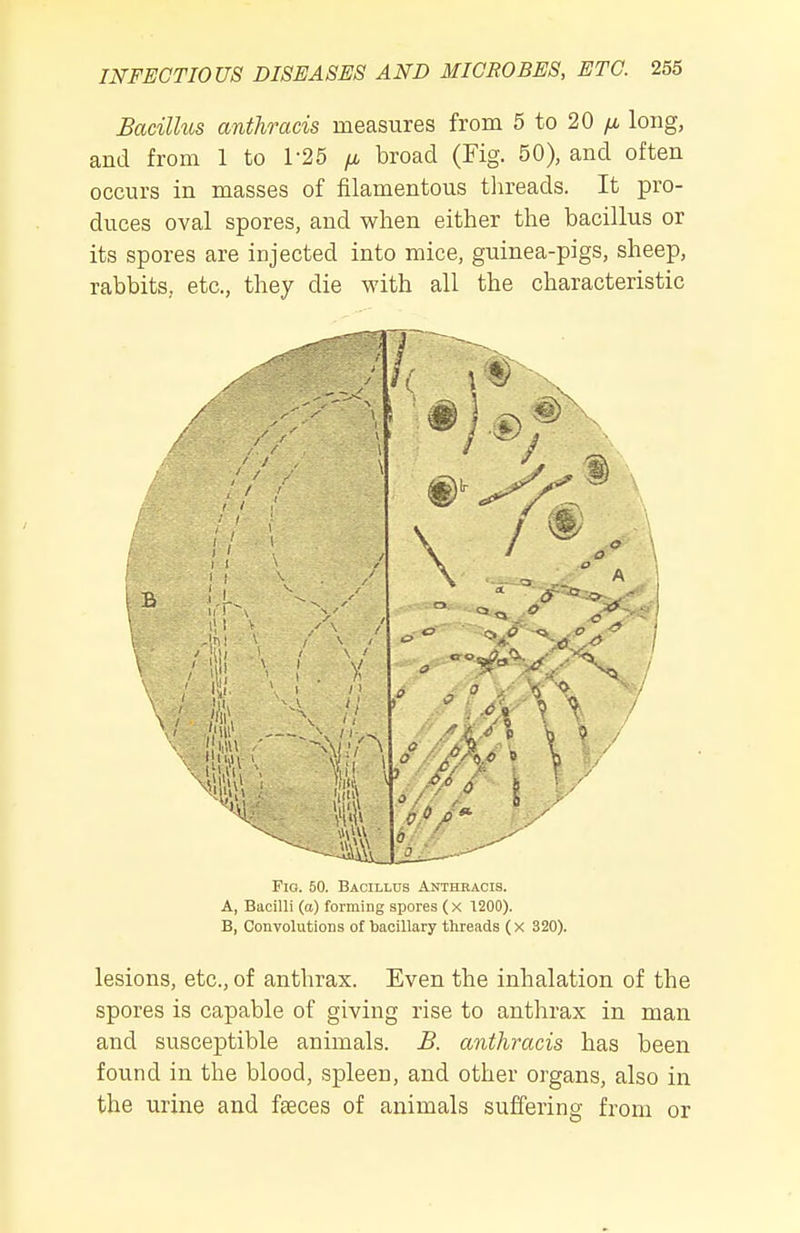 Bacillus anthracis measures from 5 to 20 /a long, and from 1 to 1-25 /j, broad (Fig. 50), and often occurs in masses of filamentous tlireads. It pro- duces oval spores, and when either the bacillus or its spores are injected into mice, guinea-pigs, sheep, rabbits, etc., they die with all the characteristic Fig. 50. Bacillus Anthracis. A, Bacilli (a) forming spores (x 1200). B, Convolutions of bacillary threads (x 320). lesions, etc., of anthrax. Even the inhalation of the spores is capable of giving rise to anthrax in man and susceptible animals. B. anthracis has been found in the blood, spleen, and other organs, also in the urine and fseces of animals suffering from or