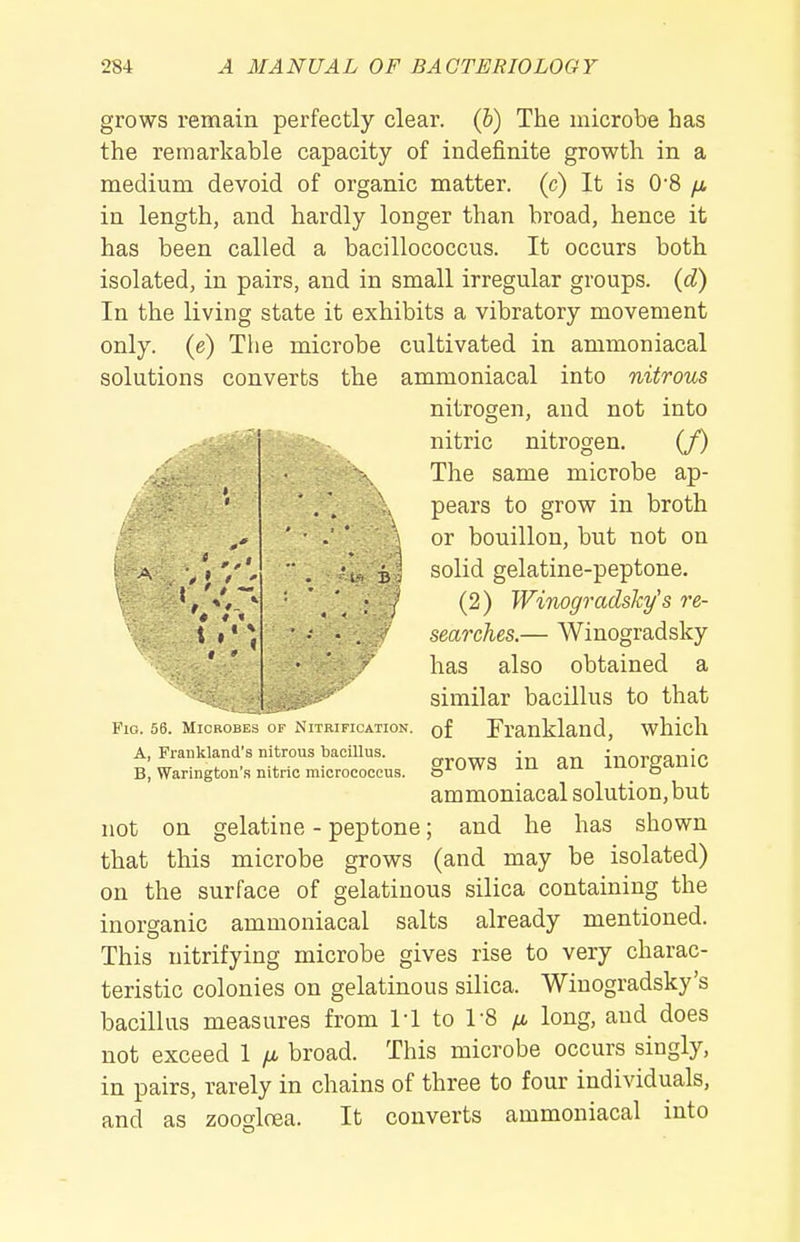 grows remain perfectly clear. (&) The microbe has the remarkable capacity of indefinite growth in a medium devoid of organic matter, (c) It is 0'8 /i in length, and hardly longer than broad, hence it has been called a bacillococcus. It occurs both isolated, in pairs, and in small irregular groups, {d) In the living state it exhibits a vibratory movement only, (e) The microbe cultivated in ammoniacal solutions converts the ammoniacal into nitrous nitrogen, and not into nitric nitrogen. (/) The same microbe ap- pears to grow in broth or bouillon, but not on solid gelatine-peptone. (2) Winogradsky's re- searches.— Winogradsky has also obtained a similar bacillus to that of Frankland, which grows in an inorganic ammoniacal solution, but not on gelatine - peptone; and he has shown that this microbe grows (and may be isolated) on the surface of gelatinous silica containing the inorganic ammoniacal salts already mentioned. This nitrifying microbe gives rise to very charac- teristic colonies on gelatinous silica. Winogradsky's bacillus measures from M to 1-8 fx long, and does not exceed 1 /a broad. This microbe occurs singly, in pairs, rarely in chains of three to four individuals, and as zoogloea. It converts ammoniacal into Fig. 56. Microbes of NiTRiricAiioN. A, Fraiikland's nitrous bacillus. B, Warington'.s nitric micrococcus.