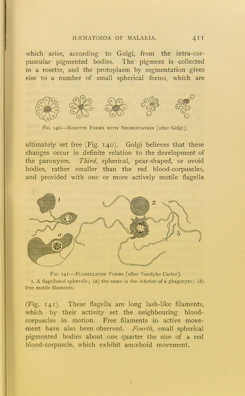 which arise, according to Golgi, from the intra-cor- puscular pigmented bodies. The pigment is collected in a rosette, and the protoplasm by segmentation gives rise to a number of small spherical forms, which are Fig. 140.—Rosette Forms with Segmentation [after Golgi]. ultimately set free (Fig. 140). Golgi believes that these changes occur in definite relation to the development of the paroxysm. Third, spherical, pear-shaped, or ovoid bodies, rather smaller than the red blood-corpuscles, and provided with one or more actively motile flagella Fig. 141.—Flagellated Forms [after Vandyke Carter]. I. A flagellated spherule; (a) the same in the interior of a phagocyte; (A) free motile filaments. (Fig. 141). These flagella are long lash-like filaments, which by their activity set the neighbouring blood- corpuscles in motion. Free filaments in active move- ment have also been observed. Fourth, small spherical pigmented bodies about one quarter the size of a red blood-corpuscle, which exhibit amoeboid movement.