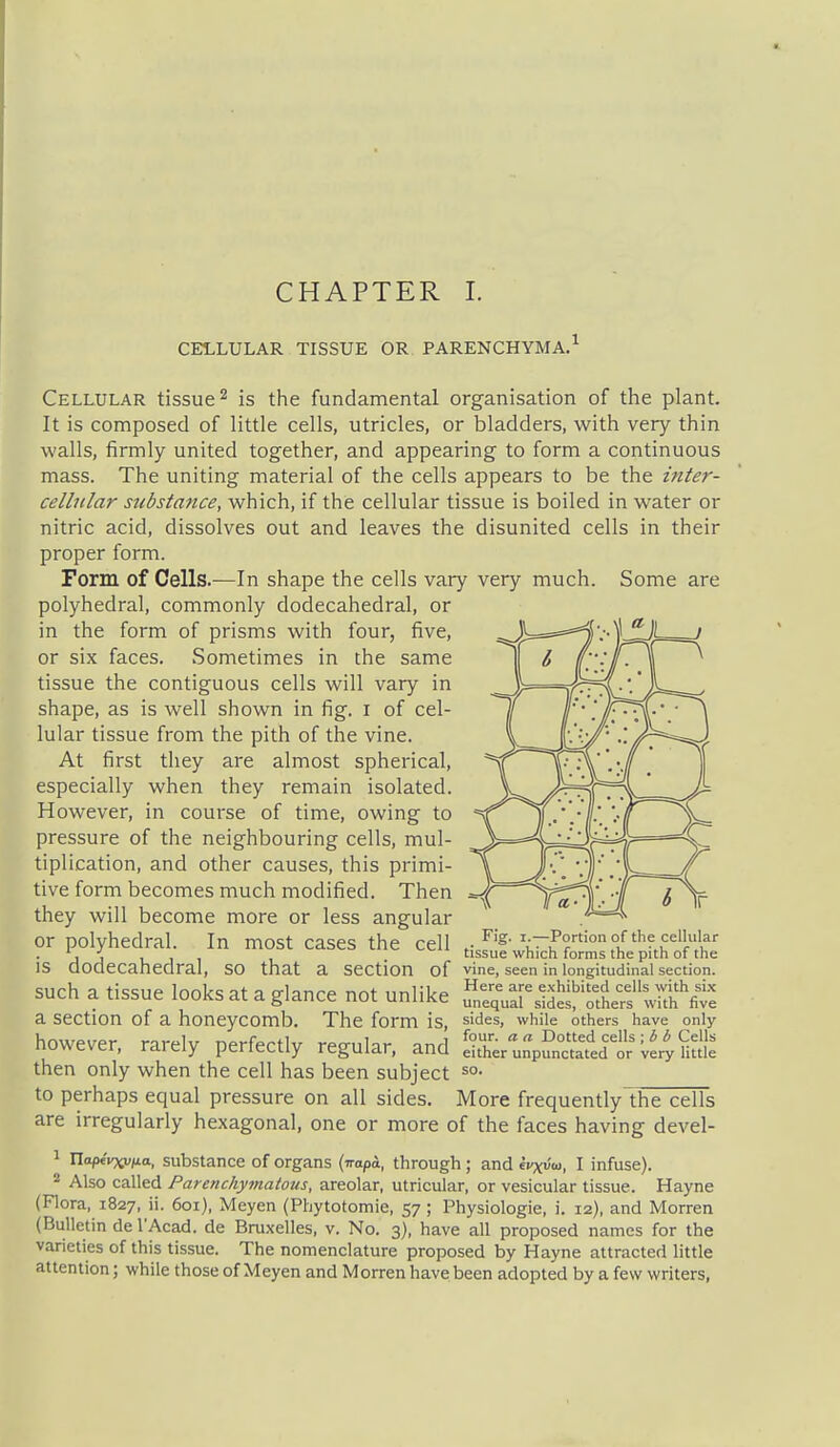 CHAPTER 1. CELLULAR TISSUE OR PARENCHYMA. Cellular tissue ^ is the fundamental organisation of the plant. It is composed of little cells, utricles, or bladders, with very thin walls, firmly united together, and appearing to form a continuous mass. The uniting material of the cells appears to be the inter- cellular stibstance, which, if the cellular tissue is boiled in water or nitric acid, dissolves out and leaves the disunited cells in their proper form. Form of Cells.—In shape the cells vary very much. Some are polyhedral, commonly dodecahedral, or in the form of prisms with four, five, or six faces. Sometimes in the same tissue the contiguous cells will vary in shape, as is well shown in fig. i of cel- lular tissue from the pith of the vine. At first they are almost spherical, especially when they remain isolated. However, in course of time, owing to pressure of the neighbouring cells, mul- tiplication, and other causes, this primi- tive form becomes much modified. Then they will become more or less angular or polyhedral. In most cases the cell is dodecahedral, so that a section of such a tissue looks at a glance not unlike a section of a honeycomb. Fig. I.—Portion of the cellular tissue which forms the pith of the vine, seen in longitudinal section. Here are exhibited cells with six unequal sides, others with five The form is, sides, while others have only however, rarely perfectly regular, and either unpunctated or very little then only when the cell has been subject ^o. to perhaps equal pressure on all sides. More frequently the cells are irregularly hexagonal, one or more of the faces having devel- ^ ria^jevxvfio, substance of organs (tTapa., through; and ivxioi, I infuse).  Also called Parenchymatous, areolar, utricular, or vesicular tissue. Hayne (Flora, 1827, ii. 601), Meyen (Phytotomie, 57 ; Physiologic, i. 12), and Morren (Bulletin de I'Acad. de Bruxelles, v. No. 3), have all proposed names for the varieties of this tissue. The nomenclature proposed by Hayne attracted little attention; while those of Meyen and Morren have been adopted by a few writers,