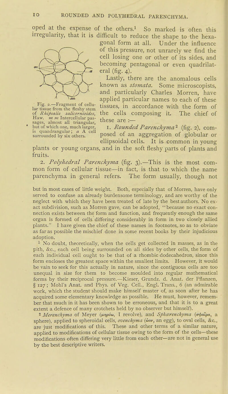 ROUNDED AND POLYHEDRAL PARENCHYMA. oped at the expense of the others.^ So marked is often this irregularity, that it is difficult to reduce the shape to the hexa- gonal form at all. Under the influence of this pressure, not unrarely we find the cell losing one or other of its sides, and becoming pentagonal or even quadrilat- eral (fig. 4). Lastly, there are the anomalous cells known as stomata. Some microscopists, and particularly Charles Morren, have applied particular names to each of these tissues, in accordance with the form of the cells composing it The chief of these are :— I. Rounded Parenchyma^ (fig, 2), com- posed of an aggregation of globular or ellipsoidal cells. It is common in young plants or young organs, and in the soft fleshy parts of plants and fruits. 2. Polyhedral Parenchyina (fig. 3).—This is the most com- mon form of cellular tissue—in fact, is that to which the name parenchyma in general refers. The form usually, though not but in most cases of little weight. Both, especially that of Morren, have only served to confuse an already burdensome terminology, and are worthy of the neglect with which they have been treated of late by the best authors. No ex- act subdivision, such as Morren gave, can be adopted, because no exact con- nection exists between the form and function, and frequently enough the same organ is formed of cells differing considerably in form in two closely alUed plants. I have given the chief of these names in footnotes, so as to obviate as far as possible the mischief done in some recent books by their injudicious adoption. 1 No doubt, theoretically, when the cells get collected in masses, as in the pith, &c., each cell being surrounded on all sides by other cells, the form of each individual cell ought to be that of a rhombic dodecahedron, since this form encloses the greatest space within the smallest limits. However, it would be vain to seek for this actually in nature, since the contiguous cells are too unequal in size for them to become moulded into regular mathematical forms by their reciprocal pressure.—Kieser, Grundz. d. Anat. der Pflanzen, § 127 ; Mohl's Anat. and Phys. of Veg. Cell., Engl. Trans., 6 (an admirable work, which the student should make himself master of, as soon after he has acquired some elementary knowledge as possible. He must, however, remem- ber that much in it has been shown to be erroneous, and that it is to a great extent a defence of many crotchets held by no observer but himself). 2 Mercnchyma of Meyer (nTjpuoi, I revolve), and Sphccrcnchyma {<T<j>alpa, a sphere), applied to spheroidal cells, ovcnchyma {iiov, an egg), to oval cells, &c., are just modifications of this. These and other terms of a similar nature, applied to modifications of cellular tissue owing to the form of the cells—these modifications often differing very little from each other—are not in general use by the best descriptive writers. Fig. 2.—Fragment of cellu- lar tissue from the fleshy stem of Rhipsalis salicornioides. Haw. 711 711 Intercellular pas- sages, almost all triangular, but of which one, much larger, is quandrangular; a A cell surrounded by six others.