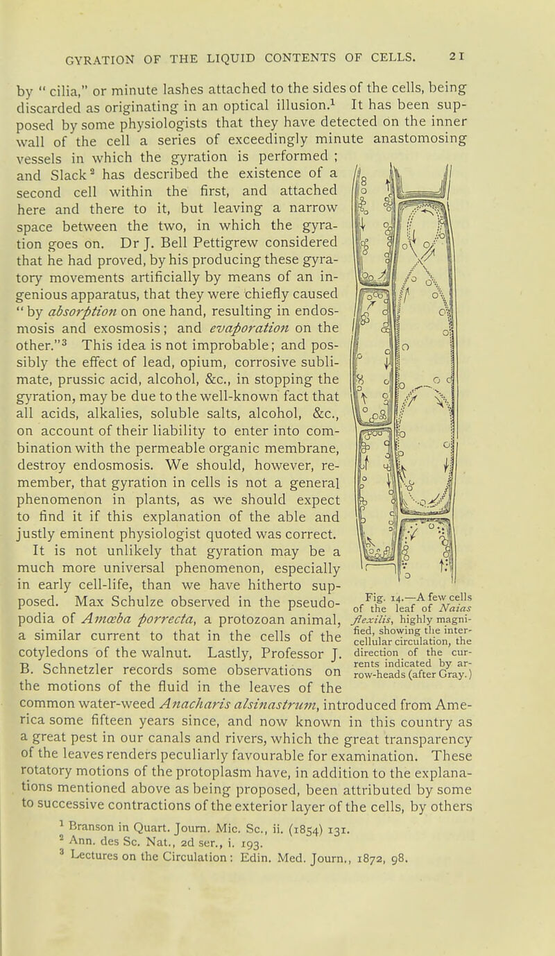 by  cilia, or minute lashes attached to the sides of the cells, being discarded as originating in an optical illusion.^ It has been sup- posed by some physiologists that they have detected on the inner wall of the cell a series of exceedingly minute anastomosing vessels in which the gyration is performed ; and Slack ^ has described the existence of a second cell within the first, and attached here and there to it, but leaving a narrow space between the two, in which the gyra- tion goes on. Dr J. Bell Pettigrew considered that he had proved, by his producing these gyra- tory movements artificially by means of an in- genious apparatus, that they were chiefly caused  by absorption on one hand, resulting in endos- mosis and exosmosis; and evaporation on the other.^ This idea is not improbable; and pos- sibly the effect of lead, opium, corrosive subli- mate, prussic acid, alcohol, &c., in stopping the gyration, may be due to the well-known fact that all acids, alkalies, soluble salts, alcohol, &c., on account of their liability to enter into com- bination with the permeable organic membrane, destroy endosmosis. We should, however, re- member, that gyration in cells is not a general phenomenon in plants, as we should expect to find it if this explanation of the able and justly eminent physiologist quoted was correct. It is not unlikely that gyration may be a much more universal phenomenon, especially in early cell-life, than we have hitherto sup- posed. Max Schulze observed in the pseudo- podia of Amoeba porrecta, a protozoan animal, a similar current to that in the cells of the cotyledons of the walnut. Lastly, Professor J. B. Schnetzler records some observations on the motions of the fluid in the leaves of the common water-weed Anacharis alsinastrum, introduced from Ame- rica some fifteen years since, and now known in this country as a great pest in our canals and rivers, which the great transparency of the leaves renders peculiarly favourable for examination. These rotatory motions of the protoplasm have, in addition to the explana- tions mentioned above as being proposed, been attributed by some to successive contractions of the exterior layer of the cells, by others ^ Branson in Quart. Joiim. Mic. Sc., ii. (1854) 131.  Ann. des Sc. Nat., 2d ser., i. 193. ^ Lectures on the Circulation: Edin. Med. Journ., 1872, 98. Fig. 14.—A few cells of the leaf of Naias Jlexilis, highly magni- fied, showing the inter- cellular circulation, the direction of the cur- rents indicated by ar- row-heads (after Gray.)