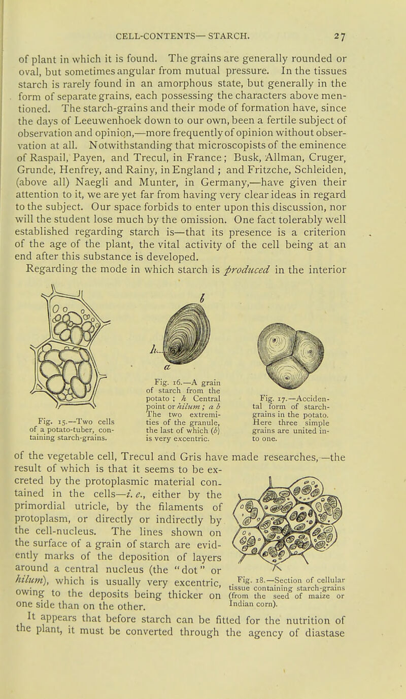 of plant in which it is found. The grains are generally rounded or oval, but sometimes angular from mutual pressure. In the tissues starch is rarely found in an amorphous state, but generally in the form of separate grains, each possessing the characters above men- tioned. The starch-grains and their mode of formation have, since the days of Leeuwenhoek down to our own, been a fertile subject of observation and opinio,n,—more frequently of opinion without obser- vation at all. Notwithstanding that microscopists of the eminence of Raspail, Payen, and Trecul, in France; Busk, Allman, Cruger, Grunde, Henfrey, and Rainy, in England ; and Fritzche, Schleiden, (above all) Naegli and Munter, in Germany,—have given their attention to it, we are yet far from having very clear ideas in regard to the subject. Our space forbids to enter upon this discussion, nor will the student lose much by the omission. One fact tolerably well established regarding starch is—that its presence is a criterion of the age of the plant, the vital activity of the cell being at an end after this substance is developed. Regarding the mode in which starch is produced in the interior Fig. 15.—Two cells of a potato-tuber, con- taining starch-grains. Fig. 16.—A grain of starch from the potato ; h Central point or iiiluni ; a b The two extremi- ties of the granule, the last of which (i) is very excentric. Fig. 17.—Acciden- tal form of starch- grains in the potato. Here three simple grains are united in- to one. of the vegetable cell, Trecul and Gris have made researches,—the result of which is that it seems to be ex- creted by the protoplasmic material con- tained in the cells—either by the primordial utricle, by the filaments of protoplasm, or directly or indirectly by the cell-nucleus. The lines shown on the surface of a grain of starch are evid- ently marks of the deposition of layers around a central nucleus (the dot or hilum), which is usually very excentric • ^'s- 'S.—Section of cellular 4.11 ' tissue containing starch-grams owing to the deposits being thicker on (from the seed of maize or one side than on the other. Indian corn). It appears that before starch can be fitted for the nutrition of the plant, it must be converted through the agency of diastase