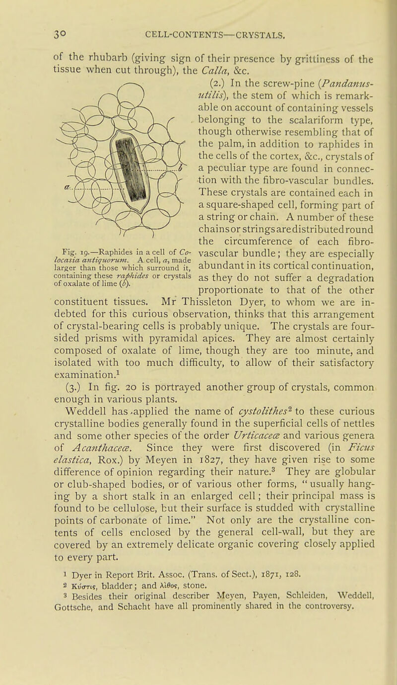 Fig. ig.—Raphides in a cell of Co- locasia aiitiqiw-nim. A cell, a, made larger than those which surround it, of the rhubarb (giving sign of their presence by gritliness of the tissue when cut through), the Calla, &c. (2.) In the screw-pine {Pandanus- iitilis), the stem of which is remark- able on account of containing vessels belonging to the scalariform type, though otherwise resembling that of the palm, in addition to raphides in the cells of the cortex, &c., crystals of a peculiar type are found in connec- tion with the fibro-vascular bundles. These crystals are contained each in a square-shaped cell, forming part of a string or chain. A number of these chains or strings are distributed round the circumference of each fibro- vascular bundle; they are especially abundant in its cortical continuation, containing these rafihides or crystals as they do not Suffer a degradation of oxalate of lime (1!'). ' . , . ° , proportionate to that of the other constituent tissues. Mr Thissleton Dyer, to whom we are in- debted for this curious observation, thinks that this arrangement of crystal-bearing cells is probably unique. The crystals are four- sided prisms with pyramidal apices. They are almost certainly composed of oxalate of lime, though they are too minute, and isolated with too much difficulty, to allow of their satisfactory examination.^ (3.) In fig. 20 is portrayed another group of crystals, common enough in various plants. Weddell has -applied the name of cystolithes^ to these curious crystalline bodies generally found in the superficial cells of nettles and some other species of the order Urticacece and various genera of Acanthacece. Since they were first discovered (in Ficus elastica, Rox.) by Meyen in 1827, they have given rise to some difference of opinion regarding their nature.^ They are globular or club-shaped bodies, or of various other forms,  usually hang- ing by a short stalk in an enlarged cell; their principal mass is found to be cellulose, but their surface is studded with crystalline points of carbonate of lime. Not only are the crystalline con- tents of cells enclosed by the general cell-wall, but they are covered by an extremely delicate organic covering closely applied to every part. 1 Dyer in Report Brit. Assoc. (Trans, of Sect.), 1871, 128. 3 Kvcrris, bladder; and ViSos, stone. 3 Besides their original describer Meyen, Payen, Schleiden, Weddell, Gottsche, and Schacht have all prominently shared in the controversy.