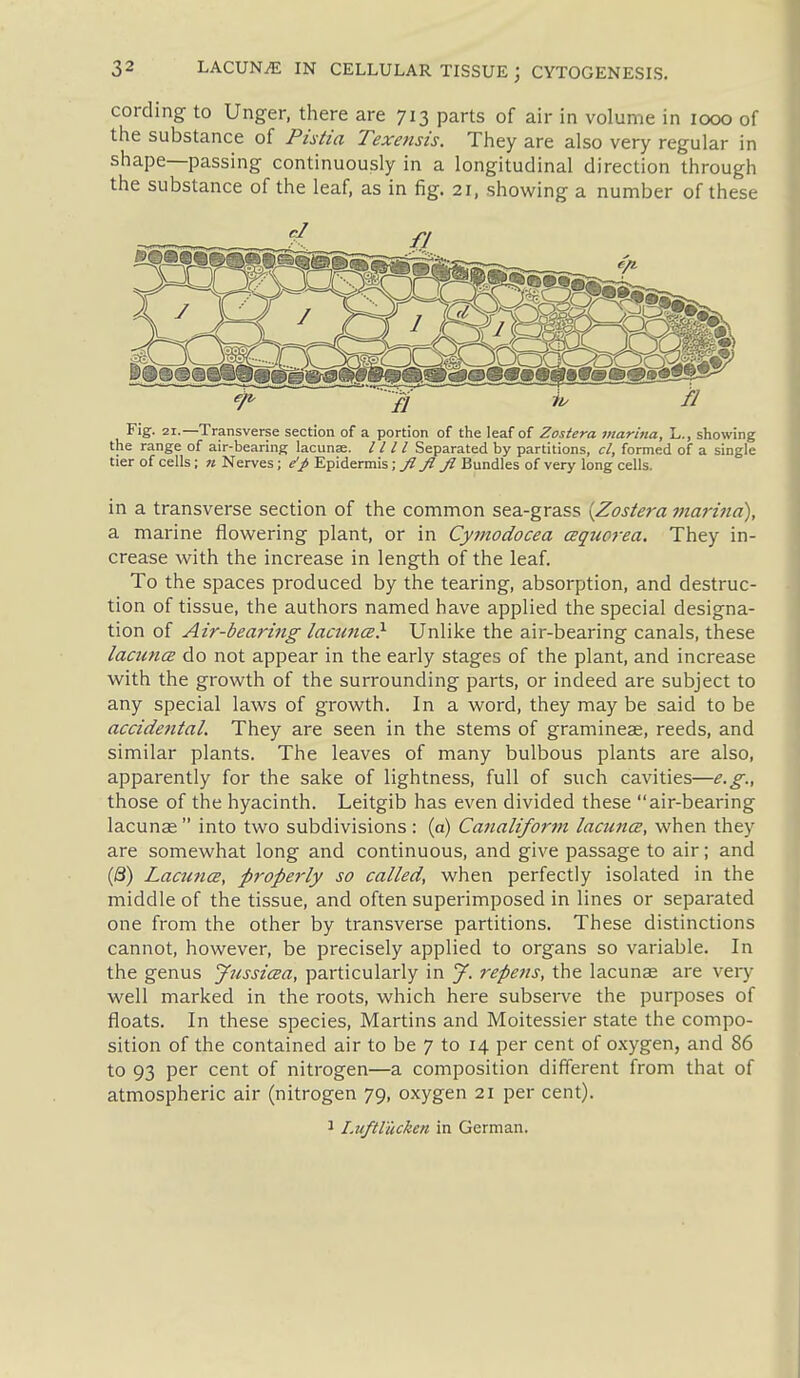 cording to Unger, there are 713 parts of air in volume in 1000 of the substance of Phtia Texensis. They are also very regular in shape—passing continuously in a longitudinal direction through the substance of the leaf, as in fig. 21, showing a number of these Fig. 21.—Transverse section of a portion of the leaf of Zostera marina, L., showing the range of air-bearing lacunse. / / / / Separated by partitions, cl, formed of a single tier of cells; « Nerves; e'p Epidermis; fl fl Jl Bundles of very long cells. in a transverse section of the common sea-grass [Zostera marina), a marine flov^ering plant, or in Cymodocea aguorea. They in- crease with the increase in length of the leaf. To the spaces produced by the tearing, absorption, and destruc- tion of tissue, the authors named have applied the special designa- tion of Air-bearing lacunce} Unlike the air-bearing canals, these lacuncE do not appear in the early stages of the plant, and increase with the growth of the surrounding parts, or indeed are subject to any special laws of growth. In a word, they may be said to be accide7ital. They are seen in the stems of gramineas, reeds, and similar plants. The leaves of many bulbous plants are also, apparently for the sake of lightness, full of such cavities—e.g., those of the hyacinth. Leitgib has even divided these air-bearing lacunse  into two subdivisions : (a) Canaliform lacuncE, when they are somewhat long and continuous, and give passage to air; and (/3) Lacunae, properly so called, when perfectly isolated in the middle of the tissue, and often superimposed in lines or separated one from the other by transverse partitions. These distinctions cannot, however, be precisely applied to organs so variable. In the genus Jussicea, particularly in y. repens, the lacunae are very well marked in the roots, which here subserve the purposes of floats. In these species, Martins and Moitessier state the compo- sition of the contained air to be 7 to 14 per cent of oxygen, and 86 to 93 per cent of nitrogen—a composition different from that of atmospheric air (nitrogen 79, oxygen 21 per cent). ^ I.uftlucken in German.