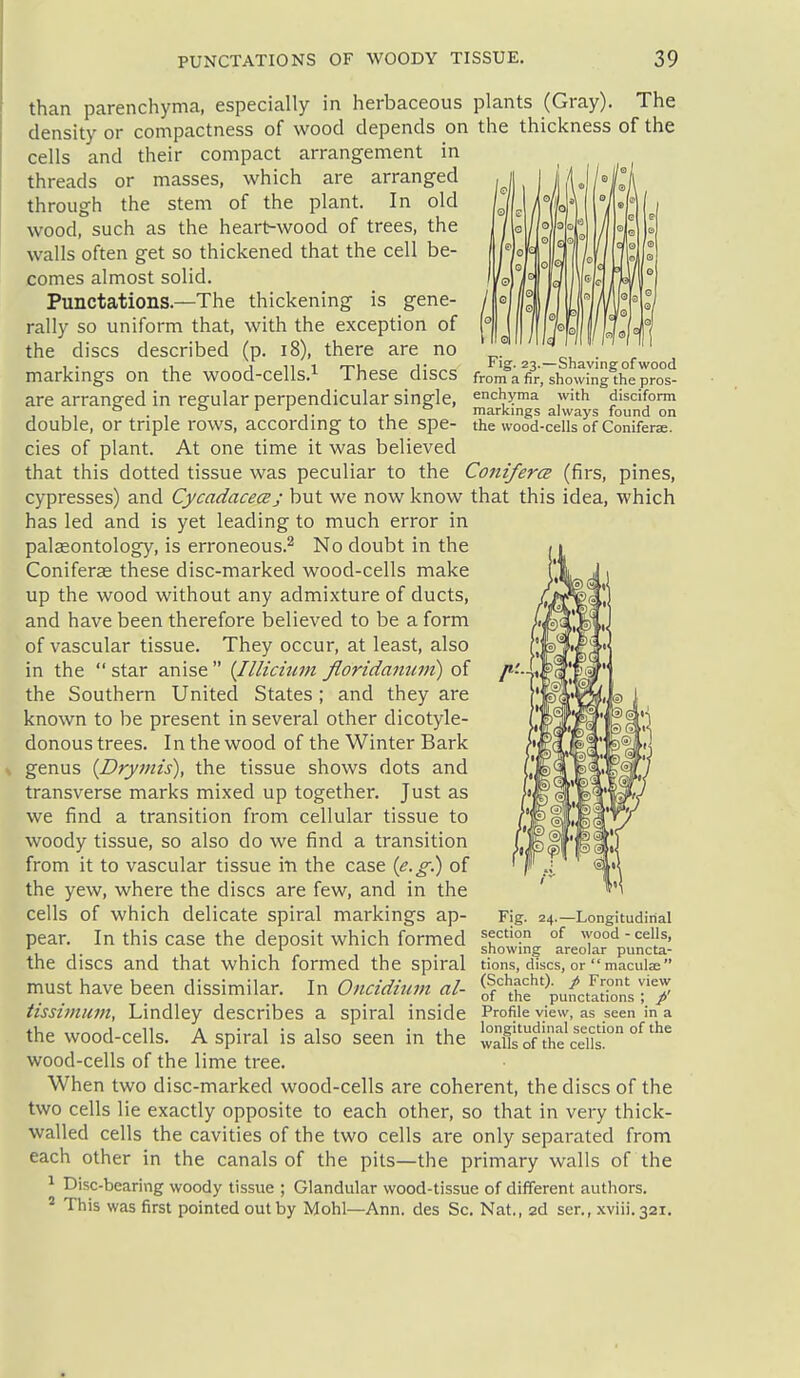 Fig. 23.—Shaving of wood from a fir, showing the pros- enchyma with disciform markings always found on the wood-cells of Coniferse. than parenchyma, especially in herbaceous plants (Gray). The density or compactness of wood depends on the thickness of the cells and their compact arrangement in threads or masses, which are arranged through the stem of the plant. In old wood, such as the heart^wood of trees, the walls often get so thickened that the cell be- comes almost solid. Punctations.—The thickening is gene- rally so uniform that, with the exception of the discs described (p. 18), there are no markings on the wood-cells.'^ These discs are arranged in regular perpendicular single, double, or triple rows, according to the spe- cies of plant. At one time it was believed that this dotted tissue was peculiar to the Conifers (firs, pines, cypresses) and CycadacecBj but we now know that this idea, which has led and is yet leading to much error in palseontology, is erroneous.^ No doubt in the Coniferae these disc-marked wood-cells make up the wood without any admixture of ducts, and have been therefore believed to be a form of vascular tissue. They occur, at least, also in the  star anise  (Illicmm fioridanuvi) of the Southern United States ; and they are known to be present in several other dicotyle- donous trees. In the wood of the Winter Bark genus {Drymis), the tissue shows dots and transverse marks mixed up together. Just as we find a transition from cellular tissue to woody tissue, so also do we find a transition from it to vascular tissue in the case ie.g!) of the yew, where the discs are few, and in the cells of which delicate spiral markings ap- pear. In this case the deposit which formed the discs and that which formed the spiral must have been dissimilar. In Oncidium al- tissimum, Lindley describes a spiral inside the wood-cells. A spiral is also seen in the wood-cells of the lime tree. When two disc-marked wood-cells are coherent, the discs of the two cells lie exactly opposite to each other, so that in very thick- walled cells the cavities of the two cells are only separated from each other in the canals of the pits—the primary walls of the ^ Disc-bearing woody tissue ; Glandular wood-tissue of different authors. * This was first pointed out by Mohl—Ann. des Sc. Nat., 2d sen, xviii.321. Fig. 24.—Longitudinal section of wood - cells, showing areolar puncta- tions, discs, or maculae (Schacht). / Front view of the punctations ; p' Profile view, as seen in a longitudinal section of the walls of the cells.