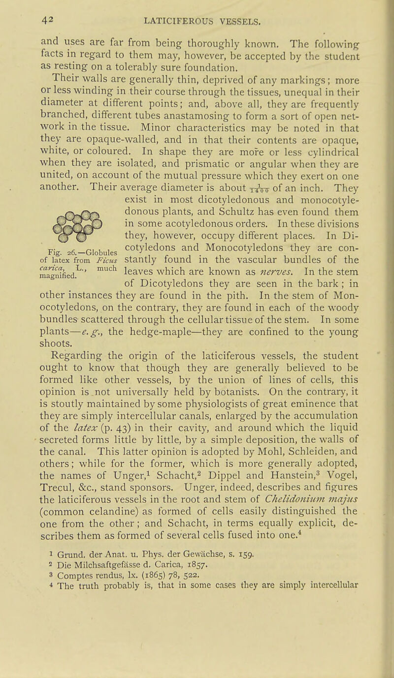 and uses are far from being thoroughly known. The following facts in regard to them may, however, be accepted by the student as resting on a tolerably sure foundation. Their walls are generally thin, deprived of any markings; more or less winding in their course through the tissues, unequal in their diameter at different points; and, above all, they are frequently branched, different tubes anastamosing to form a sort of open net- work in the tissue. Minor characteristics may be noted in that they are opaque-walled, and in that their contents are opaque, white, or coloured. In shape they are more or less cylindrical when they are isolated, and prismatic or angular when they are united, on account of the mutual pressure which they exert on one another. Their average diameter is about rrinr of an inch. They exist in most dicotyledonous and monocotyle- donous plants, and Schultz has even found them in some acotyledonous orders. In these divisions they, however, occupy different places. In Di- Fig 26 —Globules ^^ty^^dons and Monocotyledons they are con- of latex from Ficus stantly found in the vascular bundles of the magnified.''' leaves which are known as nerves. In the stem of Dicotyledons they are seen in the bark ; in other instances they are found in the pith. In the stem of Mon- ocotyledons, on the contrary, they are found in each of the woody bundles scattered through the cellular tissue of the stem. In some plants—e.g., the hedge-maple—they are confined to the young shoots. Regarding the origin of the laticiferous vessels, the student ought to know that though they are generally believed to be formed like other vessels, by the union of lines of cells, this opinion is not universally held by botanists. On the contrary, it is stoutly maintained by some physiologists of great eminence that they are simply intercellular canals, enlarged by the accumulation of the latex (p. 43) in their cavity, and around which the liquid secreted forms little by little, by a simple deposition, the walls of the canal. This latter opinion is adopted by Mohl, Schleiden, and others; while for the former, which is more generally adopted, the names of Unger,^ Schacht,^ Dippel and Hanstein,^ Vogel, Trecul, &c., stand sponsors. Unger, indeed, describes and figures the laticiferous vessels in the root and stem of Chelidonium majus (common celandine) as formed of cells easily distinguished the one from the other; and Schacht, in terms equally explicit, de- scribes them as formed of several cells fused into one.* 1 Grand, der Anat. u. Phys. der Gewachse, s. 159. 2 Die Milchsaftgeffisse d. Carica, 1857. 3 Comptes rendus, Ix. (1865) 78, 522. * The truth probably is, that in some cases they are simply intercellular