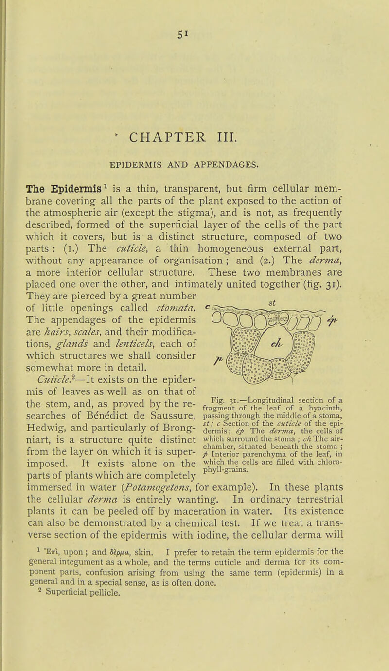 ' CHAPTER III. EPIDERMIS AND APPENDAGES. The Epidermis ^ is a thin, transparent, but firm cellular mem- brane covering all the parts of the plant exposed to the action of the atmospheric air (except the stigma), and is not, as frequently described, formed of the superficial layer of the cells of the part which it covers, but is a distinct structure, composed of two parts : (i.) The cuticle, a thin homogeneous external part, without any appearance of organisation ; and (2.) The derma, a more interior cellular structure. These two membranes are placed one over the other, and intimately united together (fig. 31). They are pierced by a great number of little openings called stoinata. The appendages of the epidermis are hairs, scales, and their modifica- tions, glands and lenticels, each of which structures we shall consider somewhat more in detail. Cuticle.'^—It exists on the epider- mis of leaves as well as on that of the stem, and, as proved by the re- searches of Bdn^dict de Saussure, Hedwig, and particularly of Brong- ti^^^^^lt^.'^'-''' Fig. 31.—Longitudinal section of a fragment of the leaf of a hyacinth, passing through the middle of a stoma, cells of distinct which surround the stoma ; ch The air- chamber, situated beneath the stoma ; /> Interior parenchyma of the leaf, in exists alone on the '^^ cells are filled with chloro- phyll-grams. mart, is a structure quite from the layer on which it is super- imposed. It parts of plants which are completely immersed in water {Potamogetons, for example). In these plg.nts the cellular derma is entirely wanting. In ordinary terrestrial plants it can be peeled off by maceration in water. Its existence can also be demonstrated by a chemical test. If we treat a trans- verse section of the epidermis with iodine, the cellular derma will 1 'Eirl, upon ; and Sepm*, skin. I prefer to retain the term epidermis for the general integument as a whole, and the terms cuticle and derma for its com- ponent parts, confusion arising from using the same term (epidermis) in a general and in a special sense, as is often done. Superficial pellicle.