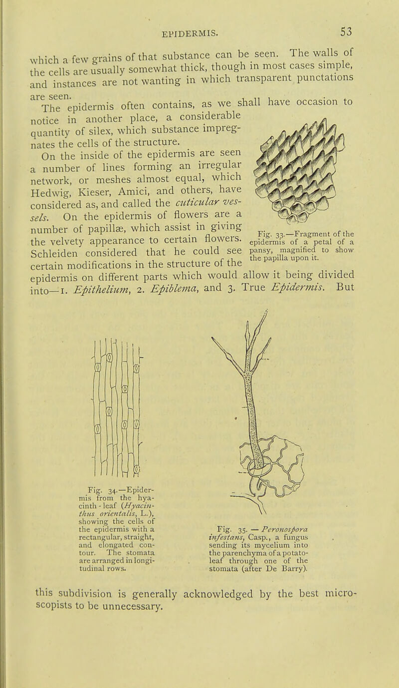 which a few grains of that substance can be seen. The walls of the cells are usually somewhat thick, though in most cases simple, and instances are not wanting in which transparent punctations are seen. , n i. ■ 4. The epidermis often contains, as we shall have occasion to notice in another place, a considerable quantity of silex, which substance impreg- nates the cells of the structure. On the inside of the epidermis are seen a number of lines forming an irregular network, or meshes almost equal, which Hedwig. Kieser. Amici. and others, have considered as, and called the ctdiailar ves- sels. On the epidermis of flowers are a number of papilla, which assist in giving the velvety appearance to certain flowers. Schleiden considered that he could see certain modifications in the structure of the epidermis on different parts which would allow it being divided into—I. Epithelium, 2. Epiblema, and 3. True Epidermis, But Fig. 33.—Fragment of the epidermis of a petal of a pansy, magnified to show the papilla upon it. Fig. 34.—Epider- mis from the hya- cinth - leaf (Hyacitt- tkns orieninlis, L.), showing the cells of the epidermis with a rectangular, straight, and elongated con- tour. The stomata are arranged in longi- tudinal rows. ^^S- 3S- — Pcronospora in/esians, Casp., a fungus sending its mycelium into the parenchyma of a potato- leaf through one of the stomata (after De Barry). this subdivision is generally acknowledged by the best micro- scopisls to be unnecessary.