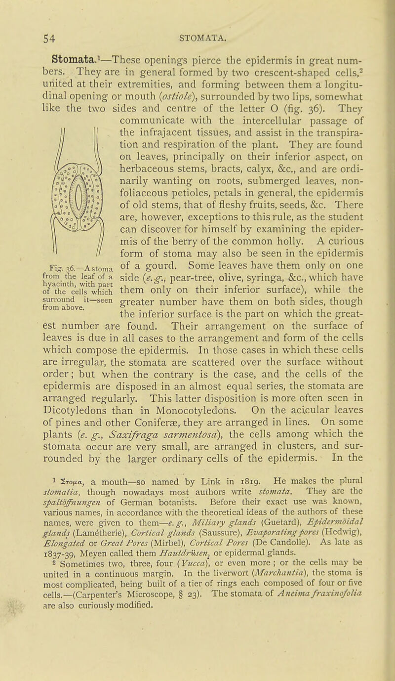 Stomata.1—These openings pierce the epidermis in great num- bers. They are in general formed by two crescent-shaped cells,^ united at their e.xtremities, and forming between them a longitu- dinal opening or mouth {ostiole), surrounded by two lips, somewhat like the two sides and centre of the letter O (fig. 36). They communicate with the intercellular passage of the infrajacent tissues, and assist in the transpira- tion and respiration of the plant. They are found on leaves, principally on their inferior aspect, on herbaceous stems, bracts, calyx, &c., and are ordi- narily wanting on roots, submerged leaves, non- foliaceous petioles, petals in general, the epidermis of old stems, that of fleshy fruits, seeds, &c. There are, however, exceptions to this rule, as the student can discover for himself by examining the epider- mis of the berry of the common holly. A curious form of stoma may also be seen in the epidermis Fig. 36.—Astoma ^ gourd. Some leaves have them only on one from the leaf of a side (^.-f^., pear-tree, olive, svringa, &c., which have hyacmth, with part v > i ^-i ■ ■ c ■ r \ .-i *u of the cells which them Only on their mfenor surface), while the surround it—seen g-reater number have them on both sides, though from above. , . ^ . ^ . , i ■ , , the inferior surface is the part on which the great- est number are found. Their arrangement on the surface of leaves is due in all cases to the arrangement and form of the cells which compose the epidermis. In those cases in which these cells are irregular, the stomata are scattered over the surface without order; but when the contrary is the case, and the cells of the epidermis are disposed in an almost equal series, the stomata are arranged regularly. This latter disposition is more often seen in Dicotyledons than in Monocotyledons. On the aclcular leaves of pines and other Coniferte, they are arranged in lines. On some plants {e. g., Saxifraga sarinentosa), the cells among which the stomata occur are very small, are arranged in clusters, and sur- i-ounded by the larger ordinary cells of the epidermis. In the 1 Srofia, a mouth—so named by Link in 1819. He makes the plural slotnatia, though nowadays most authors write stomata. They are the spaltdffiiungen of German botanists. Before their exact use was known, various names, in accordance with the theoretical ideas of the authors of these names, were given to them—e.g., A'liliaty glands (Guetard), Epidcrmoidal (Lam^therie), Cortical glands (Saussure), Evaprafhigpores (Hedw'xg), Elongated or Great Pores (Mirbel), Cortical Pores (De Candolle). As late as 1837-39, Meyen called them Hautdrusen^ or epidermal glands. 2 Sometimes two, three, four (Yucca), or even more ; or the cells may be united in a continuous margin. In the liverwort {Marchantia), the stoma is most complicated, being built of a tier of rings each composed of four or five cells.—(Carpenter's Microscope, § 23). The stomata of Ancima fraxinofolia are also curiously modified.