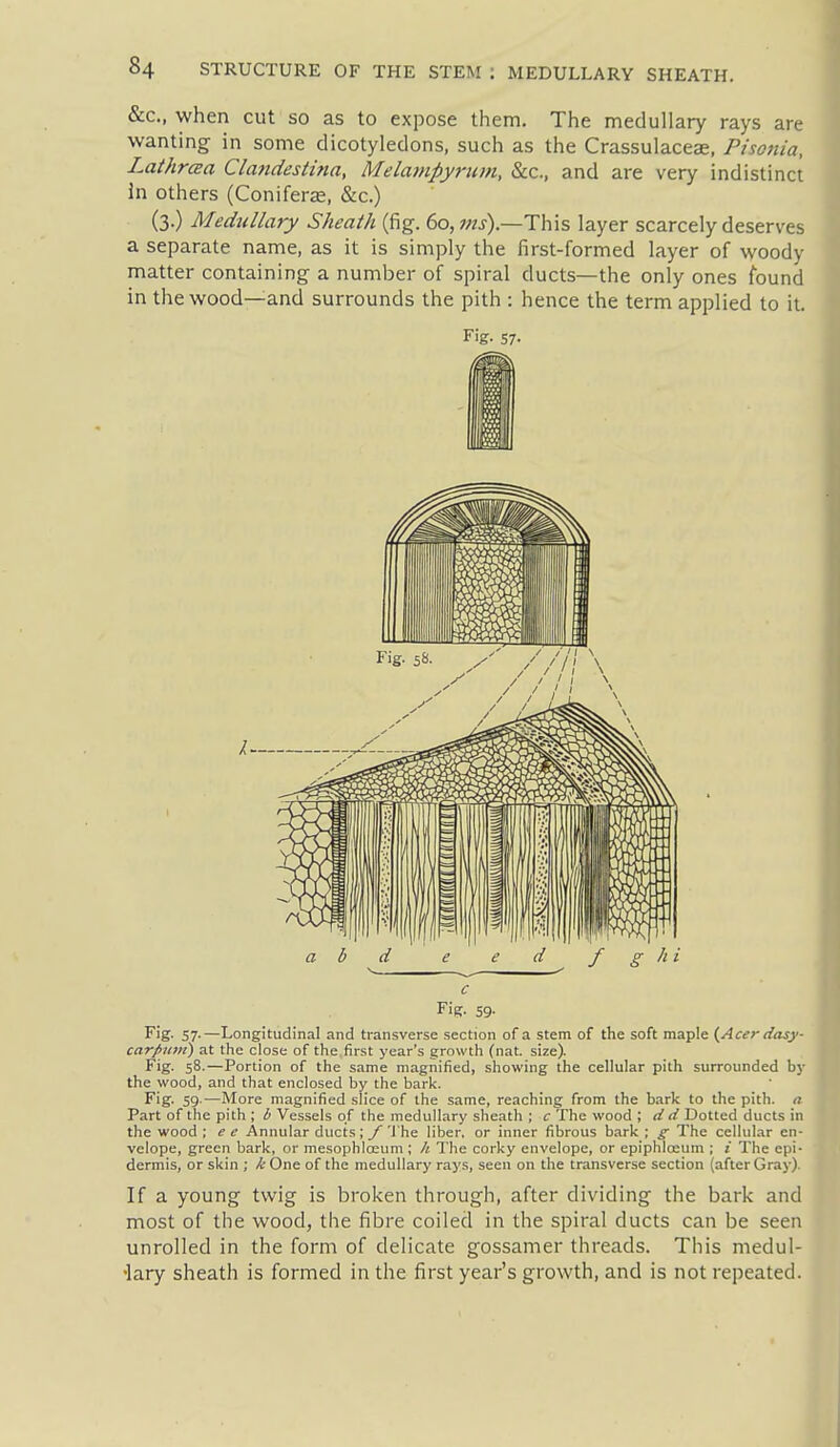 &c., when cut so as to expose them. The medullary rays are wanting in some dicotyledons, such as the Crassulacese, Pisonia, LathrcBa Clajidestina, Melampyj-iiin, &c., and are very indistinct In others (Coniferas, &c.) (3.) Medullary Sheath (fig. 60, This layer scarcely deserves a separate name, as it is simply the first-formed layer of woody matter containing a number of spiral ducts—the only ones found in the wood—and surrounds the pith : hence the term applied to it. Fig. 57- C Fig. 59. Fig. 57-—Longitudinal and transverse section of a stem of the soft maple {Acer dasy- j carpuin) at the close of the first year's growth (nat. size). I Fig. 58.—Portion of the same magnified, showing the cellular pith surrounded by ] the wood, and that enclosed by the bark.  | Fig. 59-—More magnified slice of the same, reaching from the bark to the pith, a Part of the pith ; i Vessels of the medullary sheath ; c The wood ; Dotted ducts in the wood ; e e Annular ducts; / 'J'he liber, or inner fibrous bark ; g The cellular en- velope, green bark, or mesophla;um ; h The corky envelope, or epiphlceum ; i The epi- I dermis, or skin ; kOne. of the medullary rays, seen on the transverse section (after Gray), j If a young twig is broken through, after dividing the bark and most of the wood, the fibre coiled in the spiral ducts can be seen unrolled in the form of delicate gossamer threads. This medul- lary sheath is formed in the first year's growth, and is not repeated.