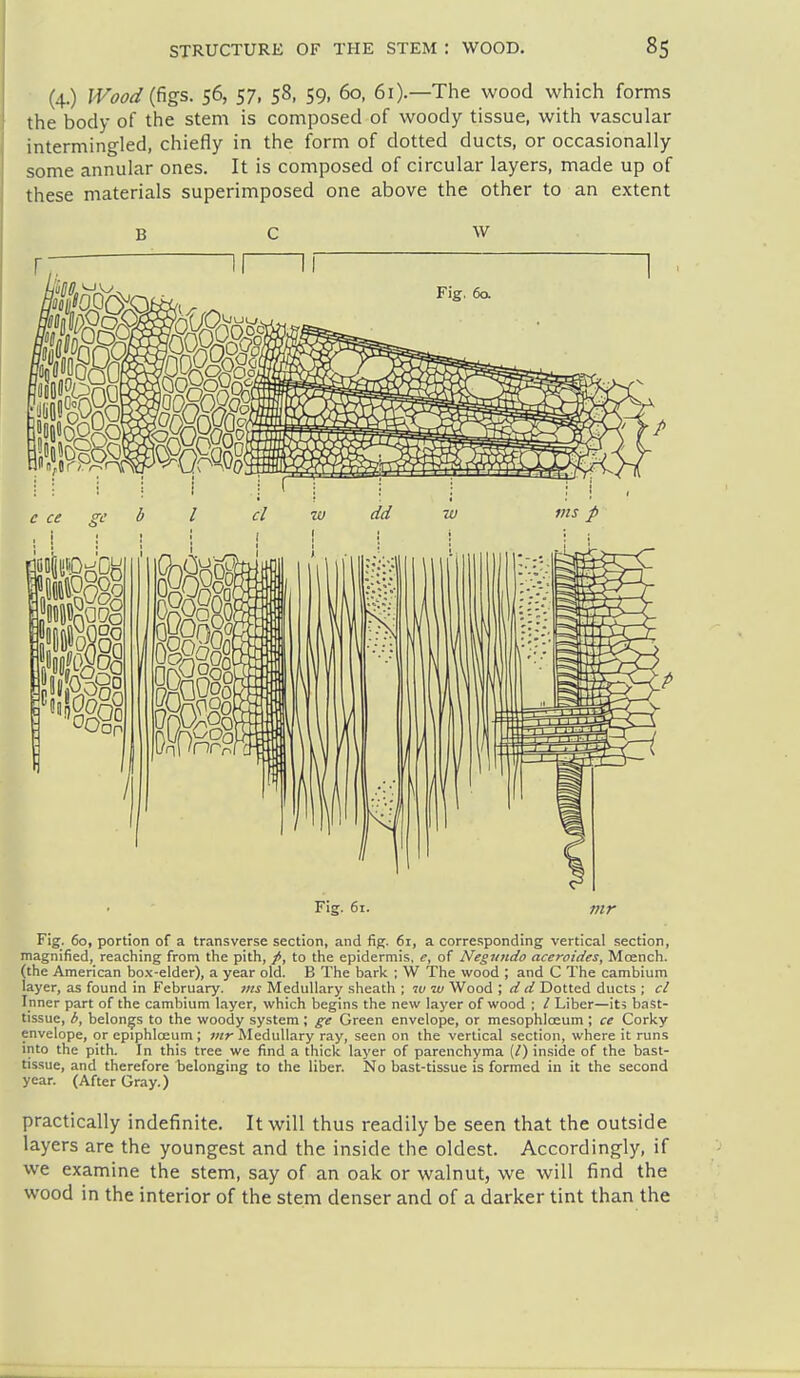 (4.) IVooi/ifigs. 56, 57, 58, 59, 60, 61).—The wood which forms the body of the stem is composed of woody tissue, with vascular intermingled, chiefly in the form of dotted ducts, or occasionally some annular ones. It is composed of circular layers, made up of these materials superimposed one above the other to an extent B C W Fig. 61. mr Fig. 60, portion of a transverse section, and fig. 61, a corresponding vertical section, magnified, reaching from the pith, /, to the epidermis, e, of Negtmdo aceroides, Mcench. (the American bo.\-elder), a year old. B The bark ; W The wood ; and C The cambium layer, as found in February, ms Medullary sheath ; iv iv Wood ; d d Dotted ducts ; cl Inner part of the cambium layer, which begins the new layer of wood ; / Liber—its bast- tissue, b, belongs to the woody system ; ge Green envelope, or mesophloeum ; ce Corky envelope, or epiphlceum ; vtr Medullary ray, seen on the vertical section, where it runs into the pith. In this tree we find a thick layer of parenchyma (/) inside of the bast- tissue, and therefore belonging to the liber. No bast-tissue is formed in it the second year. (After Gray.) practically indefinite. It will thus readily be seen that the outside layers are the youngest and the inside the oldest. Accordingly, if we examine the stem, say of an oak or walnut, we will find the wood in the interior of the stem denser and of a darker tint than the