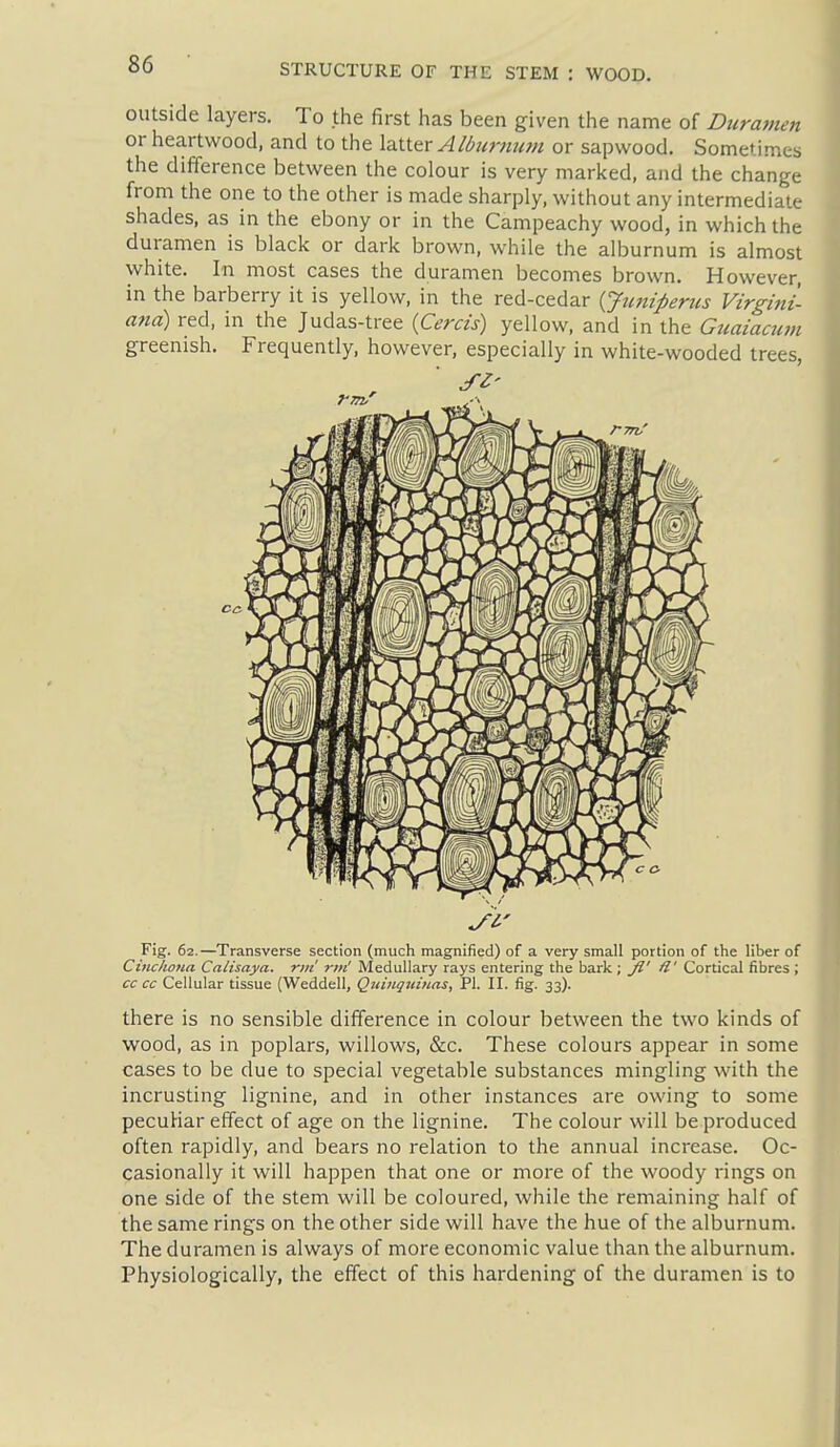 outside layers. To the first has been given the name of Duramen or heartwood, and to the \2iiitr AIdurtittm or sapwood. Sometimes the difference between the colour is very marked, and the change from the one to the other is made sharply, without any intermediate shades, as in the ebony or in the Campeachy wood, in which the duramen is black or dark brown, while the alburnum is almost white. In most cases the duramen becomes brown. However, in the barberry it is yellow, in the red-cedar {Juniperus Virgini- ana) red, in the Judas-tree {Cercis) yellow, and in the Guaiacum greenish. Frequently, however, especially in white-wooded trees, Fig. 62.—Transverse section (much magnified) of a very small portion of the liber of Cinchona Calisaya. riii rin' Medullary rays entering the bark ; Jl' H' Cortical fibres ; cc cc Cellular tissue {Weddell, Qtiingtiinas, PI. II. fig. 33). there is no sensible difference in colour between the two kinds of wood, as in poplars, willows, &c. These colours appear in some cases to be due to special vegetable substances mingling with the incrusting lignine, and in other instances are owing to some peculiar effect of age on the lignine. The colour will be produced often rapidly, and bears no relation to the annual increase. Oc- casionally it will happen that one or more of the woody rings on one side of the stem will be coloured, while the remaining half of the same rings on the other side will have the hue of the alburnum. The duramen is always of more economic value than the alburnum. Physiologically, the effect of this hardening of the duramen is to