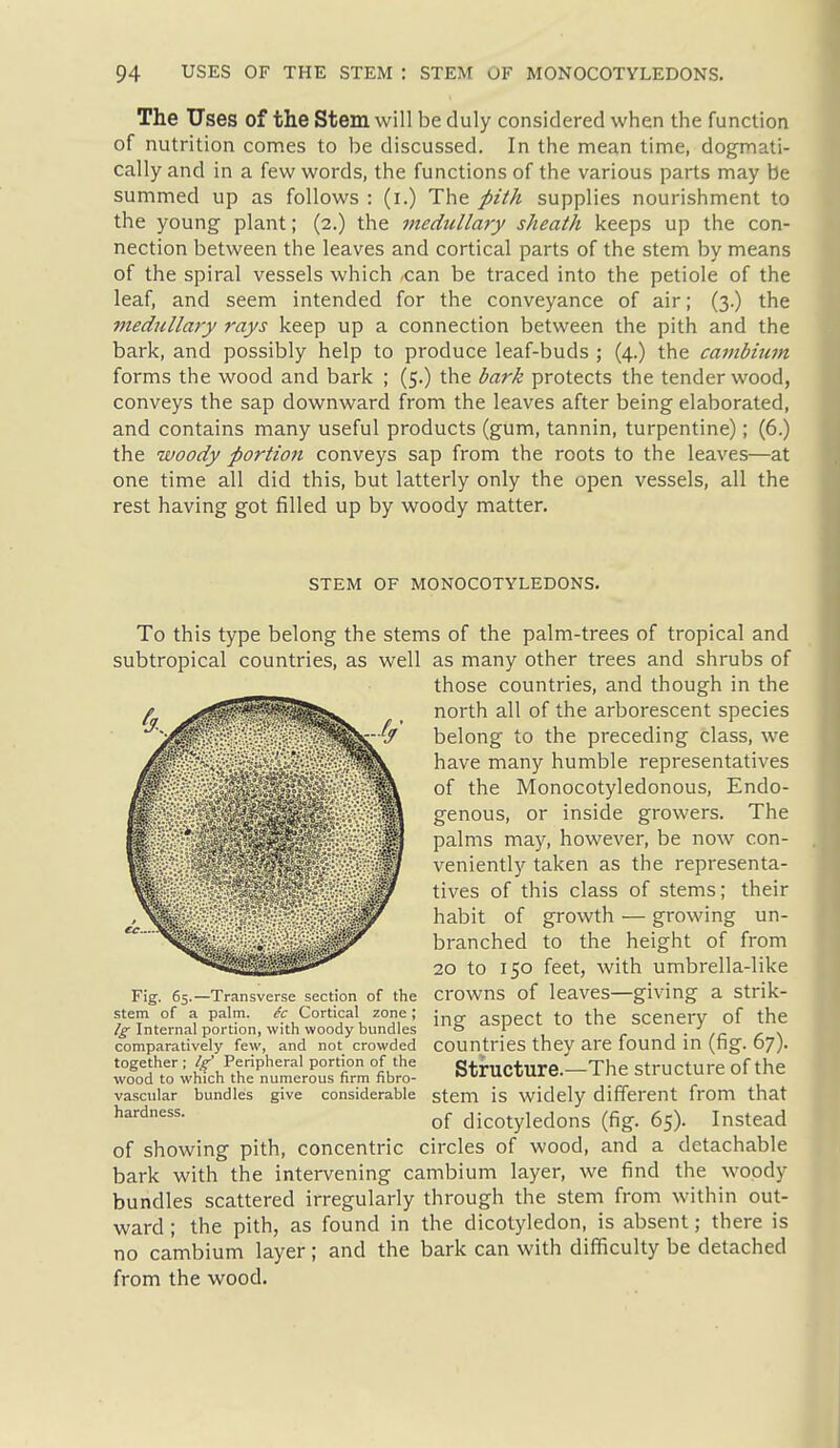 The Uses of the Stem will be duly considered when the function of nutrition comes to be discussed. In the mean time, dogmati- cally and in a few words, the functions of the various parts may be summed up as follows : (i.) The pith supplies nourishment to the young plant; (2.) the medullary sheath keeps up the con- nection between the leaves and cortical parts of the stem by means of the spiral vessels which can be traced into the petiole of the leaf, and seem intended for the conveyance of air; (3.) the medullary rays keep up a connection between the pith and the bark, and possibly help to produce leaf-buds ; (4.) the cambium forms the wood and bark ; (5.) the bark protects the tender wood, conveys the sap downward from the leaves after being elaborated, and contains many useful products (gum, tannin, turpentine); (6.) the woody portion conveys sap from the roots to the leaves—at one time all did this, but latterly only the open vessels, all the rest having got filled up by woody matter. STEM OF MONOCOTYLEDONS. To this type belong the stems of the palm-trees of tropical and subtropical countries, as well as many other trees and shrubs of those countries, and though in the north all of the arborescent species belong to the preceding class, we have many humble representatives of the Monocotyledonous, Endo- genous, or inside growers. The palms may, however, be now con- veniently taken as the representa- tives of this class of stems; their habit of growth — growing un- branched to the height of from 20 to 150 feet, with umbrella-like crowns of leaves—giving a strik- stem of'a palm, Cortical zone; aSDCCt tO the SCenery of the Internal portion, with woody bundles o i i • /c /- \ comparatively few, and not crowded countries thev are found m (ng. 67). together; Peripheral portion of the structure.—The Structure of the wood to which the numerous firm fibro- tjux l*v/uliJ.v/• vascular bundles give considerable stem is widely different from that of dicotyledons (fig. 65). Instead of showing pith, concentric circles of wood, and a detachable bark with the intervening cambium layer, we find the woody bundles scattered irregularly through the stem from within out- ward ; the pith, as found in the dicotyledon, is absent; there is no cambium layer ; and the bark can with difficulty be detached from the wood. Fig. 65.—Transverse section of the