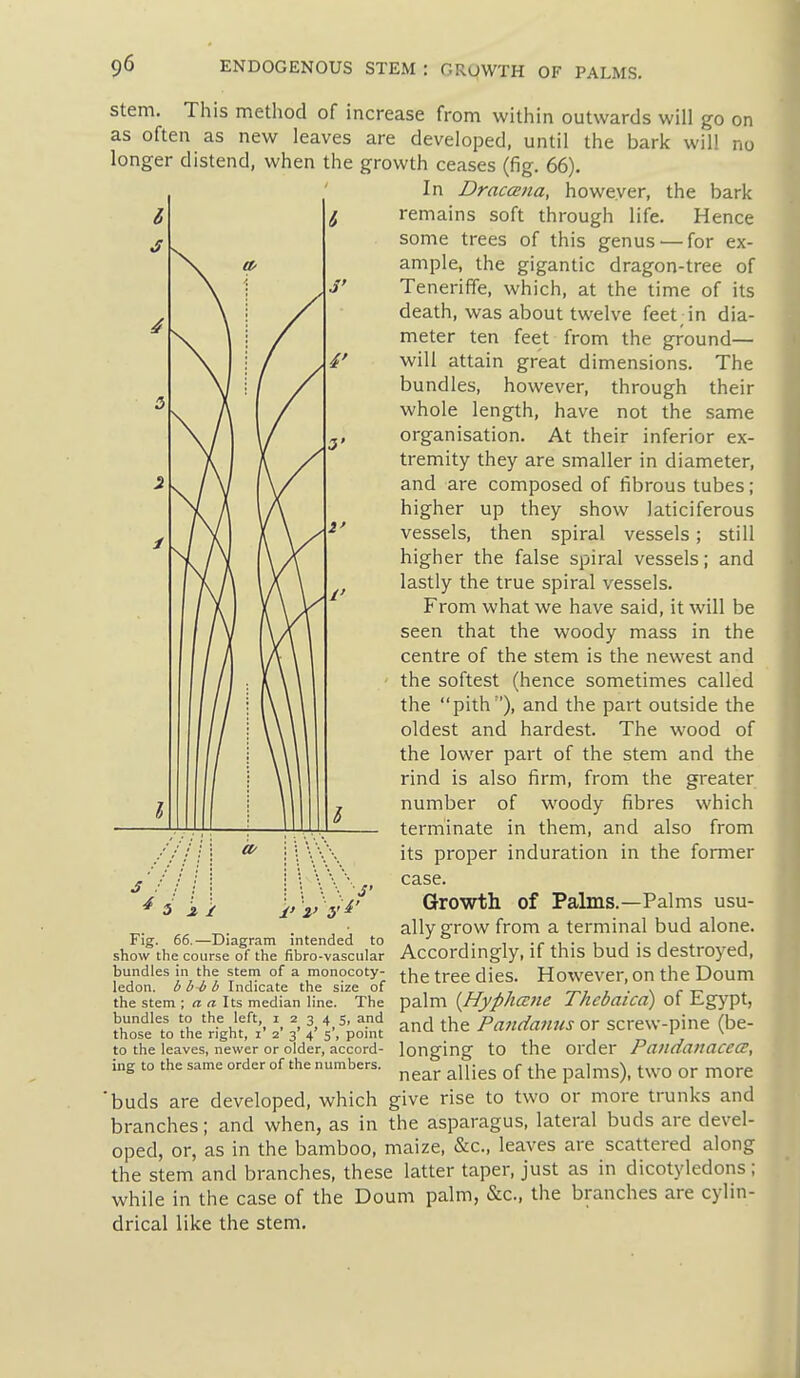 Stem. This method of increase from within outwards will go on as often as new leaves are developed, until the bark will no longer distend, when the growth ceases (fig. 66). In Dracceiia, however, the bark remains soft through life. Hence some trees of this genus ■—for ex- ample, the gigantic dragon-tree of Teneriffe, which, at the time of its death, was about twelve feet in dia- meter ten feet from the ground— will attain great dimensions. The bundles, however, through their whole length, have not the same organisation. At their inferior ex- tremity they are smaller in diameter, and are composed of fibrous tubes; higher up they show laticiferous vessels, then spiral vessels; still higher the false spiral vessels; and lastly the true spiral vessels. From what we have said, it will be seen that the woody mass in the centre of the stem is the newest and the softest (hence sometimes called the pith), and the part outside the oldest and hardest. The wood of the lower part of the stem and the rind is also firm, from the greater number of woody fibres which terminate in them, and also from its proper induration in the former case. Growth of Palms.—Palms usu- ally grow from a terminal bud alone. Accordingly, if this bud is destroyed, the tree dies. However, on the Doum palm {Hyphccne Thcbaicd) of Egypt, and the Pa7idanus or screw-pine (be- longing to the order Patidanacecr, near allies of the palms), two or more buds are developed, which give rise to two or more trunks and branches; and when, as in the asparagus, lateral buds are devel- oped, or, as in the bamboo, maize, &c., leaves are scattered along the stem and branches, these latter taper, just as in dicotyledons; while in the case of the Doum palm, &c., the branches are cylin- drical like the stem. Fig. 66.—Diagram intended to show the course of the fibro-vascular bundles in the stem of a monocoty- ledon, bbbb Indicate the size of the stem ; « « Its median line. The bundles to the left, i 2 3 4 Si and those to the right, i' 2' 3' 4' 5', point to the leaves, newer or older, accord- ing to the same order of the numbers.