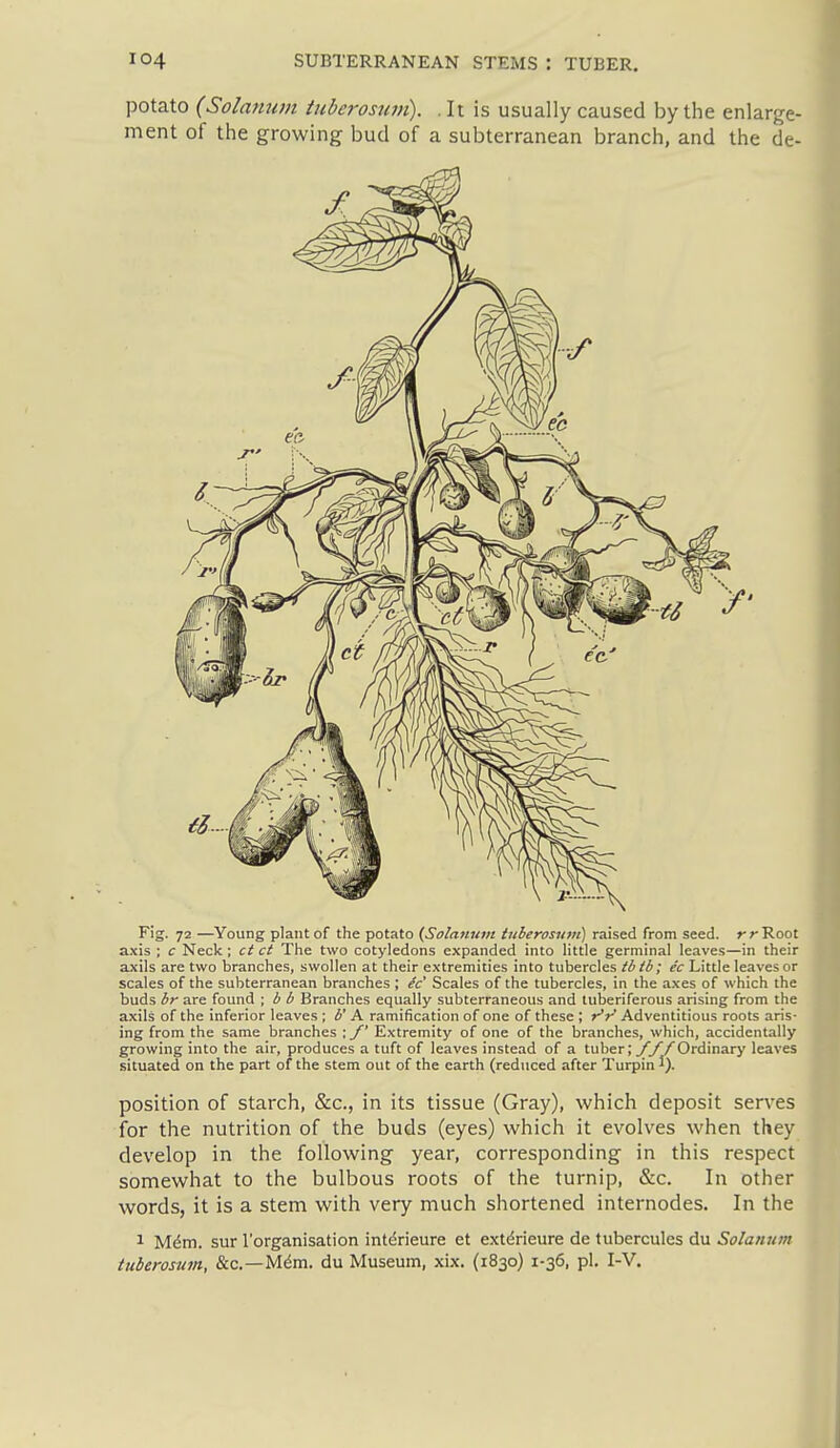 potato {Solatium iubc7-osujn). . It is usually caused by the enlarge- ment of the growing bud of a subterranean branch, and the de- Fig. 72 —Young plant of the potato {Solatium tuherosum) raised from seed, r r Root axis ; c Neck; ct ct The two cotyledons expanded into httle germinal leaves—in their axils are two branches, swollen at their extremities into tubercles tbib; ec Little leaves or scales of the subterranean branches ; ^c' Scales of the tubercles, in the axes of which the buds br are found ; b b Branches equally subterraneous and tuberiferous arising from the axils of the inferior leaves ; h' A ramification of one of these ; r'r Adventitious roots aris- ing from the same branches ; /' Extremity of one of the branches, which, accidentally growing into the air, produces a tuft of leaves instead of a tuber; y//Ordinary leaves situated on the part of the stem out of the earth (reduced after Turpin f). position of starch, &c., in its tissue (Gray), which deposit sen-es for the nutrition of the buds (eyes) which it evolves when they develop in the following year, corresponding in this respect somewhat to the bulbous roots of the turnip, &c. In other words, it is a stem with very much shortened internodes. In the 1 Mdm. sur I'organisation intdrieure et extdrieure de tubercules du Solanum tuberosum, &c.—Mdm. du Museum, xix. (1830) 1-36, pi. I-V.
