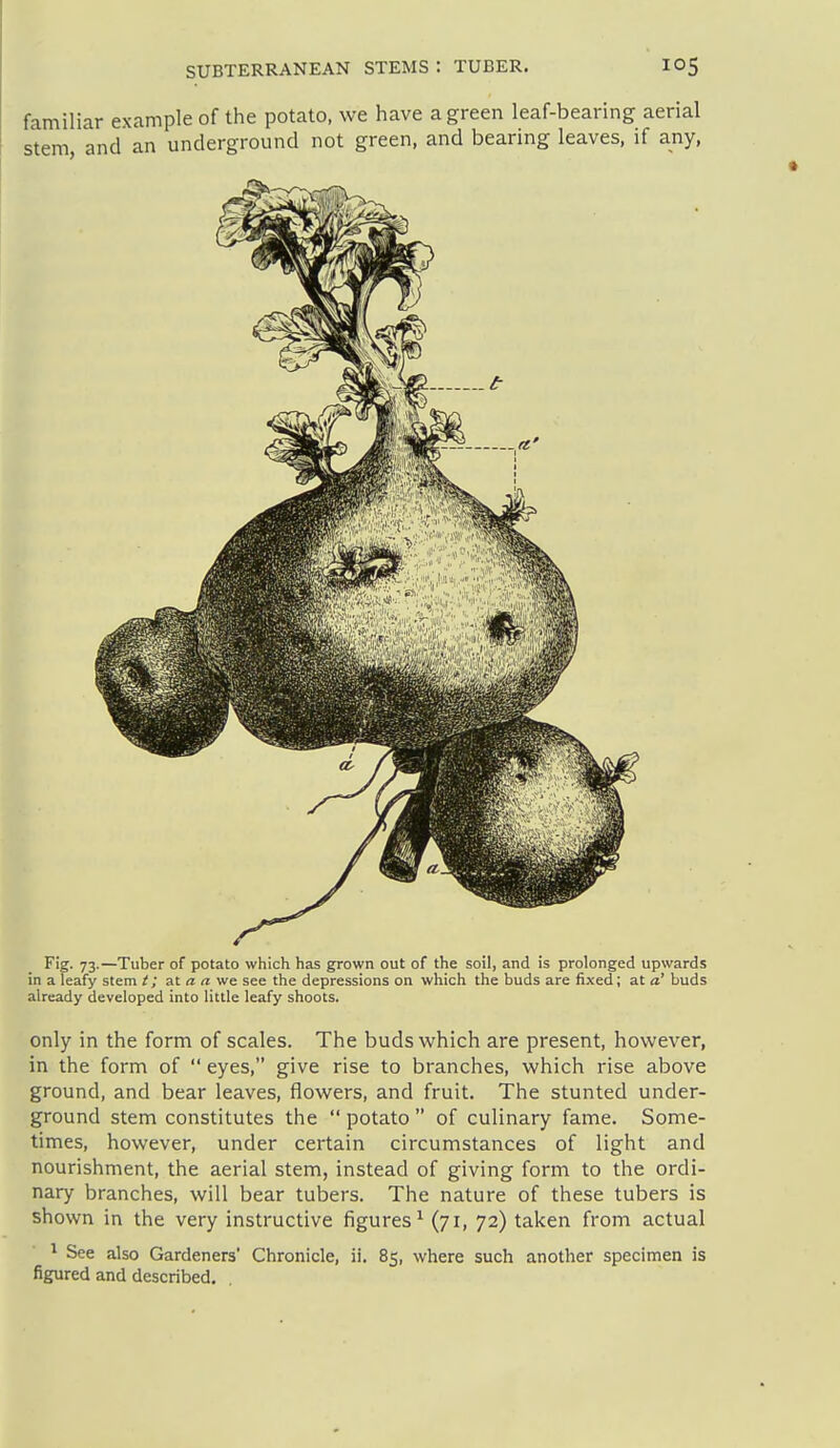 familiar example of the potato, we have a green leaf-bearing aerial stem, and an underground not green, and bearing leaves, if any, Fig. 73.—Tuber of potato which has grown out of the soil, and is prolonged upwards in a leafy stem t; at a a we see the depressions on which the buds are fixed; at a' buds already developed into little leafy shoots. only in the form of scales. The buds which are present, however, in the form of  eyes, give rise to branches, which rise above ground, and bear leaves, flowers, and fruit. The stunted under- ground stem constitutes the  potato  of culinary fame. Some- times, however, under certain circumstances of light and nourishment, the aerial stem, instead of giving form to the ordi- nary branches, will bear tubers. The nature of these tubers is shown in the very instructive figures^ (71, 72) taken from actual ^ See also Gardeners' Chronicle, ii. 85, where such another specimen is figured and described.