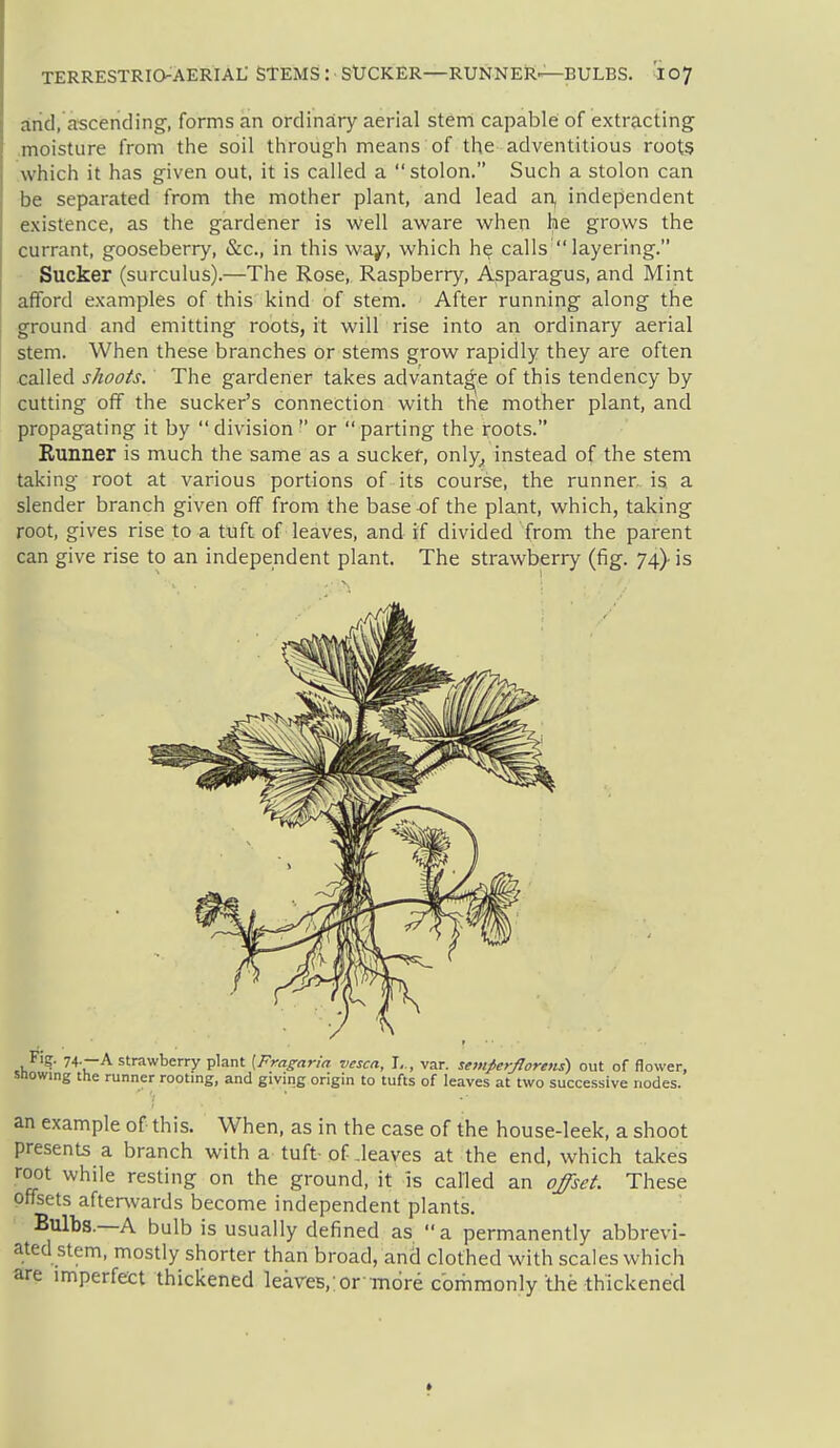 and, ascending', forms an ordinary aerial stem capable of extracting moisture from the soil through means of the adventitious root? which it has given out, it is called a stolon. Such a stolon can be separated from the mother plant, and lead an, independent existence, as the gardener is well aware when he grows the currant, gooseberry, &c., in this way, which he calls' layering. Sucker (surculus).—The Rose, Raspberry, Asparagus, and Mint afford examples of this kind of stem. After running along the ground and emitting roots, it will rise into an ordinary aerial stem. When these branches or stems grow rapidly they are often called shoots. The gardener takes advantag^e of this tendency by cutting off the sucker's connection with the mother plant, and propagating it by  division  or  parting the roots. Runner is much the same as a suckef, only^, instead of the stem taking root at various portions of its course, the runner, is a slender branch given off from the base -of the plant, which, taking root, gives rise to a tuft of leaves, and if divided from the parent can give rise to an independent plant. The strawberry (fig. 74) is Fig. 74 —A strawberry plant [Fragaria vesca, I,., var. sem^er/lorens) out of flower, snowing the runner rooting, and giving origin to tufts of leaves at two successive nodes. an example of this. When, as in the case of the house-leek, a shoot presents a branch with a tuft-of .leaves at the end, which takes root while resting on the ground, it is called an offset. These offsets afterwards become independent plants. Bulbs.—A bulb is usually defined as  a permanently abbrevi- ated stem, mostly shorter than broad, ancl clothed with scales which are imperfett thickened leaves,;or'more commonly the thickened