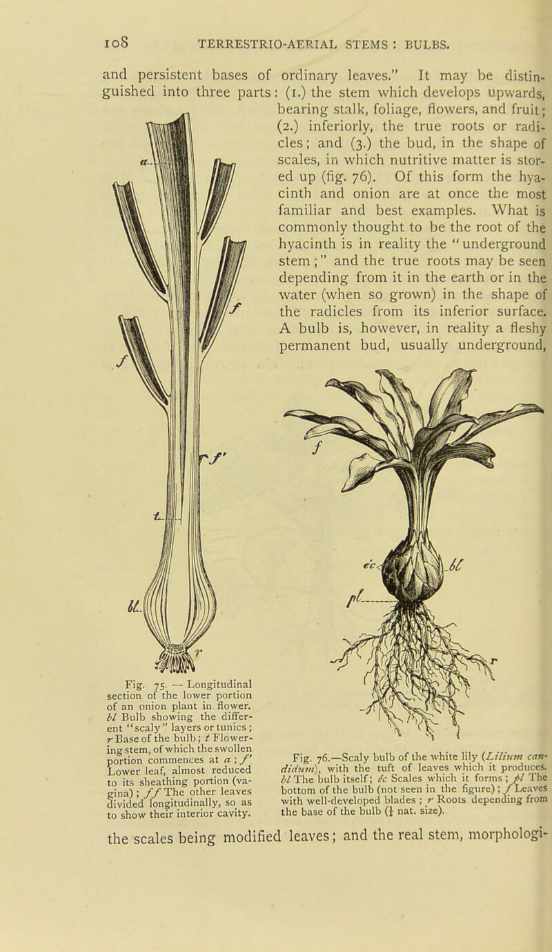 io8 and persistent bases of ordinary leaves. It may be distin- guislied into three parts: (i.) the stem which develops upwards, ' bearing stallc, foliage, flowers, and fruit; (2.) inferiorly, the true roots or radi- cles ; and (3.) the bud, in the shape of scales, in which nutritive matter is stor» , ed up (fig. 76). Of this form the hya.. \ cinth and onion are at once the most I familiar and best examples. What is i commonly thought to be the root of the hyacinth is in reality the  underground stem ; and the true roots may be seen depending from it in the earth or in the ] water (when so grown) in the shape of ^ /•^ the radicles from its inferior surface., A bulb is, however, in reality a fleshy: permanent bud, usually underground, Fig. 75- — Longitudinal section of the lower portion of an onion plant in flower. tl Bulb showing the differ- ent scaly layers or tunics ; r Base of the bulb; / Flower- ing stem, of which the swollen portion commences at a ;_/' Lower leaf, almost reduced to its sheathing portion (va- gina) ; yy The other leaves divided longitudinally, so as to show their interior cavity. Fig. 76.—Scaly bulb of the white lily {Lilium can* - diditm), with the tuft of leaves which it produces; i WThe bulb itself; dc Scales which it forms; // The] bottom of the bulb (not seen in the figure); / Le.iveS ! with well-developed blades ; r Roots depending from ' the base of the bulb (i nat. size). the scales being modified leaves; and the real stem, morphologi-