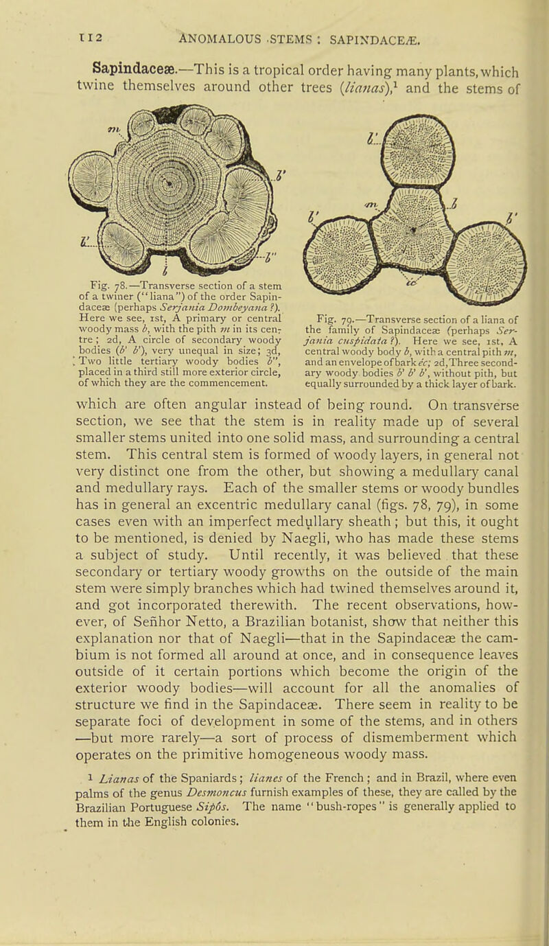 Sapindaceae.—This is a tropical order Iiaving many plants, which twine themselves around other trees {lianas),^ and the stems of Here we see, ist, A primary or central Fig. 79.—Transverse section of a liana of woody mass with the pith in its cen: the family of Sapindaceas (perhaps 5Vr- tre 2d, A circle of secondary woody jania cuspidata ?). Here we see, 1st, A bodies (^' b'), very unequal in size; 3d, central woody body with a central pith 7;/, [Two little tertiary woody bodies b, and an envelope of bark ^r; 2d,Three second- placed in a third still more exterior circle, ary woody bodies 5' b', without pith, Ijut of which they are the commencement. equally surrounded by a thick layer of bark. which are often angular instead of being round. On transverse section, we see that the stem is in reality m.ade up of several smaller stems united into one solid mass, and surrounding a central stem. This central stem is formed of woody layers, in general not very distinct one from the other, but showing a medullary canal and medullary rays. Each of the smaller stems or woody bundles has in general an excentric medullary canal (figs. 78, 79), in some cases even Avith an imperfect medullary sheath ; but this, it ought to be mentioned, is denied by Naegli, who has made these stems a subject of study. Until recently, it was believed that these secondary or tertiary woody growths on the outside of the main stem were simply branches which had twined themselves around it, and got incorporated therewith. The recent observations, how- ever, of Senhor Netto, a Brazilian botanist, show that neither this explanation nor that of Naegli—that in the Sapindaceae the cam- bium is not formed all around at once, and in consequence leaves outside of it certain portions which become the origin of the exterior woody bodies—will account for all the anomalies of structure we find in the Sapindaceas. There seem in reality to be separate foci of development in some of the stems, and in others —but more rarely—a sort of process of dismemberment which operates on the primitive homogeneous woody mass. 1 Lianas of the Spaniards; lianes of the French ; and in Brazil, where even palms of the genus Destno7icus furnish examples of these, they are called by the Brazilian Portuguese 5j/><5j. The name  bush-ropes  is generally applied to them in the English colonies.