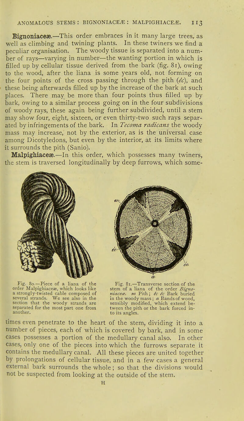 Bignoniacese.—This order embraces in it many large trees, as well as climbing and twining plants. In these twiners we find a peculiar organisation. The woody tissue is separated into a num- ber of rays—varying in number—the wanting portion in which is filled up by cellular tissue derived from the bark (fig. 81), owing to the wood, after the liana is some years old, not forming on the four points of the cross passing through the pith and these being afterwards filled up by the increase of the bark at such places. There may be more than four points thus filled up by bark, owing to a similar process going on in the four subdivisions of woody rays, these again being further subdivided, until a stem may show four, eight, sixteen, or even thirty-two such rays separ- ated by infringements of the bark. In Tecoma radicans the woody mass may increase, not by the exterior, as is the universal case among Dicotyledons, but even by the interior, at its limits where it surrounds the pith (Sanio). Malpighiacese.—In this order, which possesses many twiners, the stem is traversed longitudinally by deep furrows, which some- Fig. 80.—Piece of a liana of the order Malpighiacese, which looks like a strongly-twisted cable composed of several strands. We see also in the section that the woody strands are separated for the most part one from another. Fig. 81.—Transverse section of the stem of a liana of the order Bigno- niacecB. tn Pith; (c ec Bark buried in the woody mass ; a Bands of wood, sensibly modified, which e.\tend be- tween the pith or the bark forced in- to its angles. times even penetrate to the heart of the stem, dividing it into a number of pieces, each of which is covered by bark, and in some cases possesses a portion of the medullary canal also. In other cases, only one of the pieces into which the furrows separate it contains the medullary canal. All these pieces are united together by prolongations of cellular tissue, and in a few cases a general external bark surrounds the whole; so that the divisions would not be suspected from looking at the outside of the stem. H