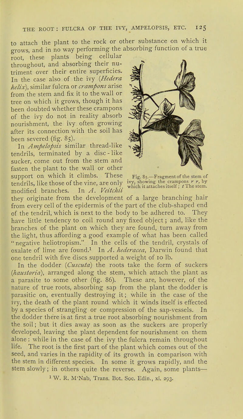 to attach the plant to the rock or other substance on which it grows, and in no way performing the absorbing function of a true root, these plants being cellular throughout, and absorbing their nu- triment over their entire superficies. In the case also of the ivy {Hedera helix), similar fulcra or crampons arise from the stem and fix it to the wall or tree on which it grows, though it has been doubted whether these crampons of the ivy do not in reality absorb nourishment, the ivy often growing after its connection with the soil has been severed (fig. 85). In Ampelopsis similar thread-like tendrils, terminated by a disc - like sucker, come out from the stem and fasten the plant to the wall or other support on which it climbs. These rig. 85.—Fragment of the stem of tendrils, like those of the vine, are only ll^l modified branches. In A. VettcJm they originate from the development of a large branching hair from every cell of the epidermis of the part of the club-shaped end of the tendril, which is next to the body to be adhered to. They have little tendency to coil round any fixed object; and, like the branches of the plant on which they are found, turn away from the light, thus affording a good example of what has been called negative heliotropism. In the cells of the tendril, crystals of oxalate of lime are found.^ In A. hederacea, Dai-win found that one tendril with five discs supported a weight of 10 lb. In the dodder {Cusaitd) the roots take the form of suckers {haicstorid), arranged along the stem, which attach the plant as a parasite to some other (fig. 86). These are, however, of the nature of true roots, absorbing sap from the plant the dodder is parasitic on, eventually destroying it; while in the case of the ivy, the death of the plant round which it winds itself is effected by a species of strangling or compression of the sap-vessels. In the dodder there is at first a true root absorbing nourishment from the soil; but it dies away as soon as the suckers are properly developed, leaving the plant dependent for nourishment on them alone: while in the case of the ivy the fulcra remain throughout life. The root is the first part of the plant which comes out of the seed, and varies in the rapidity of its growth in Comparison with the stem in different species. In some it grows rapidly, and the stem slowly; in others quite the reverse. Again, some plants— 1 W. R. M'Nab, Trans. Bot. Soc. Edin., 293.