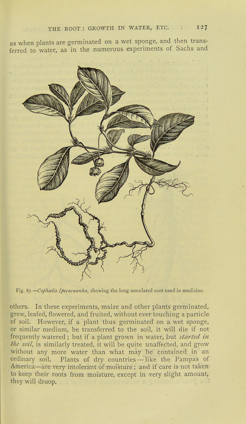as when plants are germinated on a wet sponge, and then trans- ferred to water, as in the numerous experiments of Sachs and Fig. 87. —Cephcelis Ipecacuanha, showing the long annulated root used in medicine. others. In these experiments, maize and other plants germinated, grew, leafed, flowered, and fruited, without ever touching a particle of soil. However, if a plant thus germinated on a wet sponge, or similar medium, be transferred to the soil, it will die if not frequently watered ; but if a plant grown in water, but started in the soil, is similarly treated, it will be quite unaffected, and grow without any more water than what may be' contained in an ordinary soil. Plants of dry countries—^like the Pampas of America—are very irttoreralit of-rnoistu're; and if care is not taken' to keep tlieir roots from moisture, except in very slight amount, they will droop.