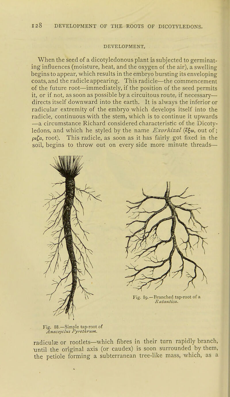 DEVELOPMENT. When the seed of a dicotyledonous plant is subjected to germinat- ing influences (moisture, heat, and the oxygen of the air), a swelling begins to appear, which results in the embryo bursting its enveloping coats, and the radicle appearing. This radicle—the commencement of the future root—immediately, if the position of the seed permits it, or if not, as soon as possible by a circuitous route, if necessary— directs itself downward into the earth. It is always the inferior or radicular extremity of the embryo which develops itself into the radicle, continuous with the stem, which is to continue it upwards —a circumstance Richard considered characteristic of the Dicoty- ledons, and which he styled by the name Exorhizal {e^o>, out of; ptfa, root). This radicle, as soon as it has fairly got fixed in the soil, begins to throw out on every side more minute threads— Fig. 88.—Simple t.-ip-root of Attacoyclus Pyrethrutn. radiculcC or rootlets—which fibres in their turn rapidly branch, until the original axis (or caudex) is soon surrounded by them, the petiole forming a subterranean tree-like mass, which, as a