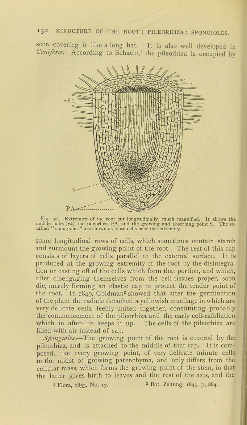 Fig. 90.—Extremity of the root cut longitudinally, much magnified. It shows the radicle hairs (rh), the pileorhiza PA, and the growing and absorbing point S. The so- called  spongioles are shown as loose cells near the extremity. some longitudinal rows of cells, which sometimes contain starch and surmount the growing point of the root. The rest of this cap consists of layers of cells parallel to the external surface. It is produced at the growing extremity of the root by the disintegra- tion or casting off of the cells which form that portion, and which, after disengaging themselves from the cell-tissues proper, soon die, merely forming an elastic cap to protect the tender point of the root. In 1849, Goldman^ showed that after the germination of the plant the radicle detached a yellowish mucilage in which are very delicate cells, feebly united together, constituting probably the commencement of the pileorhiza and the early cell-exfoliation which in after-life keeps it up. The cells of the pileorhiza are filled with air instead of sap. Spongioles.—The growing point of the root is covered by the pileorhiza, and is attached to the middle of that cap. It is com- posed, like every growing point, of very delicate minute cells in the midst of growing parenchyma, and only differs from the cellular mass, which forms the growing point of the stem, in that the latter gives birth to leaves and the rest of the axis, and the 1 Flora, 1853, No. 17. ^ Bot. Zeitung, 1849, p. 884.