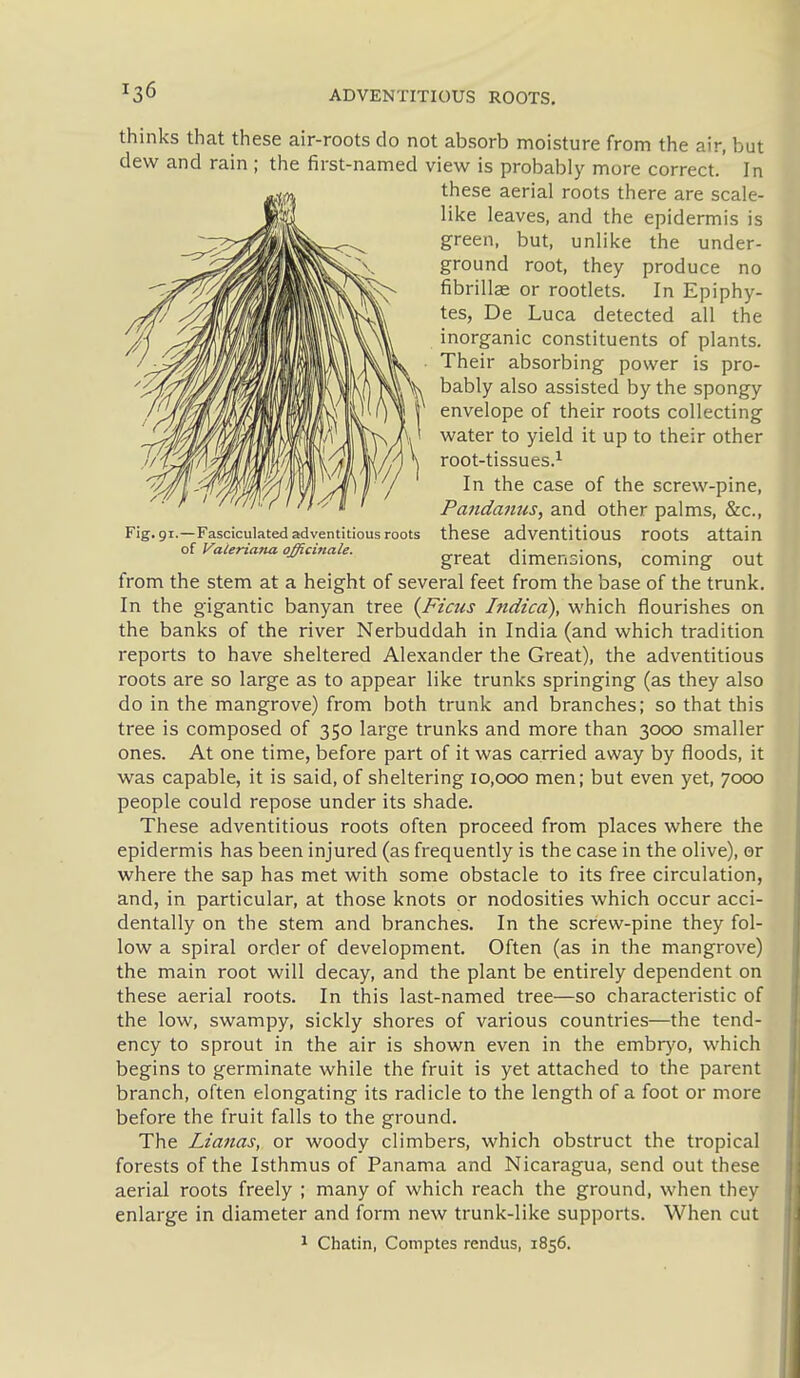 the under- produce no In Epiphy- Fig. 91.—Fasciculated adventitious roots of VaieriaTta officinale. thinks that these air-roots do not absorb moisture from the air, but dew and rain ; the first-named view is probably more correct. In these aerial roots there are scale- like leaves, and the epidermis is green, but, unlike ground root, they fibrillee or rootlets, tes, De Luca detected all the inorganic constituents of plants. Their absorbing power is pro- bably also assisted by the spongy envelope of their roots collecting water to yield it up to their other root-tissues.^ In the case of the screw-pine, Pandaims, and other palms, &c., these adventitious roots attain great dimensions, coming out from the stem at a height of several feet from the base of the trunk. In the gigantic banyan tree {Ficus Indicd), which flourishes on the banks of the river Nerbuddah in India (and which tradition reports to have sheltered Alexander the Great), the adventitious roots are so large as to appear like trunks springing (as they also do in the mangrove) from both trunk and branches; so that this tree is composed of 350 large trunks and more than 3000 smaller ones. At one time, before part of it was carried away by floods, it was capable, it is said, of sheltering 10,000 men; but even yet, 7000 people could repose under its shade. These adventitious roots often proceed from places where the epidermis has been injured (as frequently is the case in the olive), or where the sap has met with some obstacle to its free circulation, and, in particular, at those knots or nodosities which occur acci- dentally on the stem and branches. In the screw-pine they fol- low a spiral order of development. Often (as in the mangrove) the main root will decay, and the plant be entirely dependent on these aerial roots. In this last-named tree—so characteristic of the low, swampy, sickly shores of various countries—the tend- ency to sprout in the air is shown even in the embryo, which begins to germinate while the fruit is yet attached to the parent branch, often elongating its radicle to the length of a foot or more before the fruit falls to the ground. The Lianas, or woody climbers, which obstruct the tropical forests of the Isthmus of Panama and Nicaragua, send out these aerial roots freely ; many of which reach the ground, when they enlarge in diameter and form new trunk-like supports. When cut 1 Chatin, Comptes rendus, 1856.