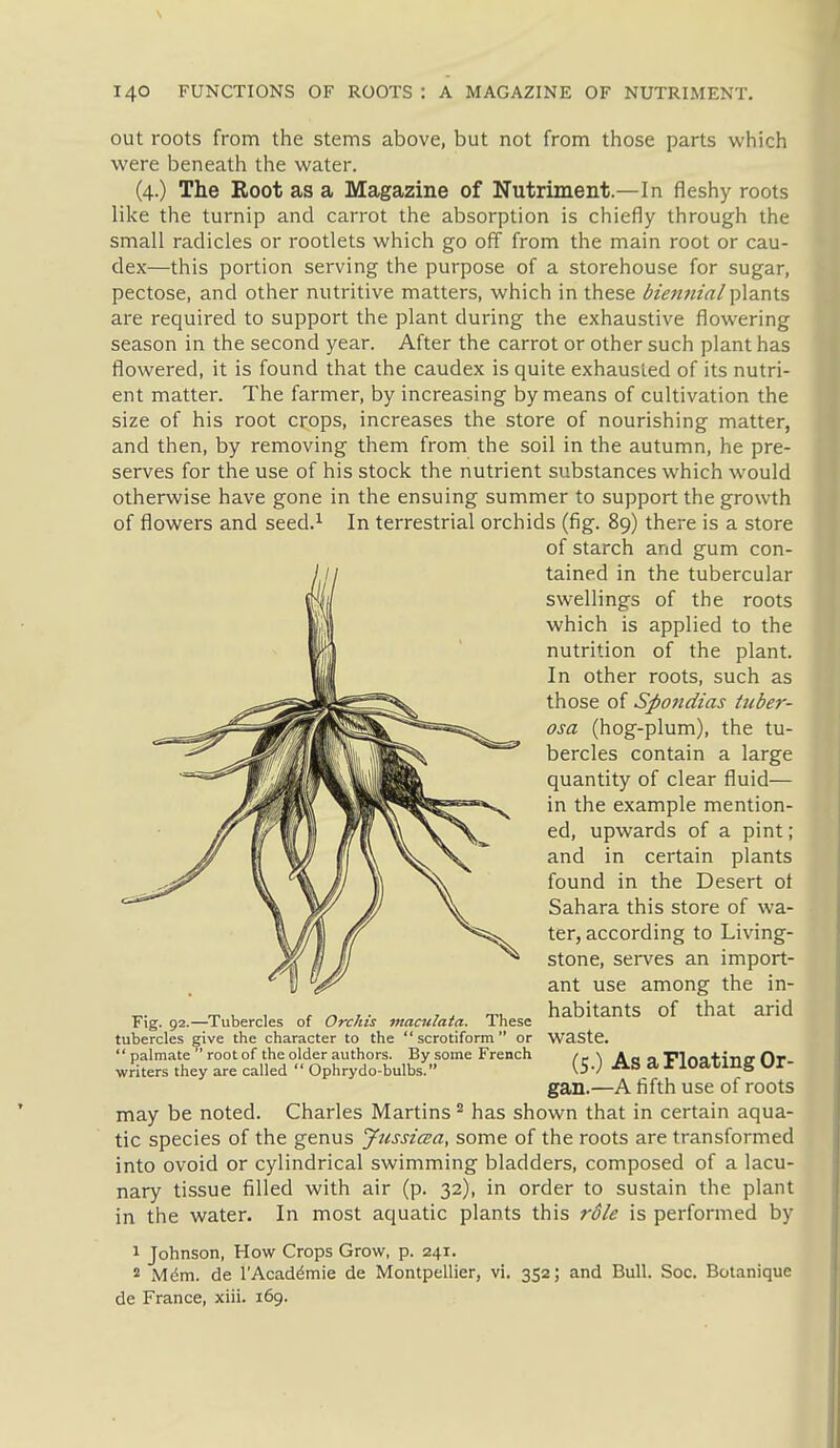 out roots from the stems above, but not from those parts which were beneath the water. (4.) The Root as a Magazine of Nutriment.—In fleshy roots like the turnip and carrot the absorption is chiefly through the small radicles or rootlets which go off from the main root or cau- dex—this portion serving the purpose of a storehouse for sugar, pectose, and other nutritive matters, which in these biennial plants are required to support the plant during the exhaustive flowering season in the second year. After the carrot or other such plant has flowered, it is found that the caudex is quite exhausted of its nutri- ent matter. The farmer, by increasing by means of cultivation the size of his root crops, increases the store of nourishing matter, and then, by removing them from the soil in the autumn, he pre- serves for the use of his stock the nutrient substances which would otherwise have gone in the ensuing summer to support the growth of flowers and seed.^ In terrestrial orchids (fig. 89) there is a store of starch and gum con- tained in the tubercular swellings of the roots which is applied to the nutrition of the plant. In other roots, such as those of Spondias tuber- osa (hog-plum), the tu- bercles contain a large quantity of clear fluid— in the example mention- ed, upwards of a pint; and in certain plants found in the Desert ot Sahara this store of wa- ter, according to Living- stone, serves an import- ant use among the in- habitants of that arid waste. (5.) As a Floating Or- gan.—A fifth use of roots may be noted. Charles Martins ^ has shown that in certain aqua- tic species of the genus yussiaa, some of the roots are transformed into ovoid or cylindrical swimming bladders, composed of a lacu- nary tissue filled with air (p. 32), in order to sustain the plant in the water. In most aquatic plants this r6le is performed by Fig. 92.—Tubercles of Orchis maculata. These tubercles give the character to the  scrotiform or  palmate  root of the older authors. By some French writers they are called  Ophrydo-bulbs. 1 Johnson, How Crops Grow, p. 241. 2 M6m. de TAcaddmie de Montpellier, vi. de France, xiii. 169. 352; and Bull. Soc. Botanique
