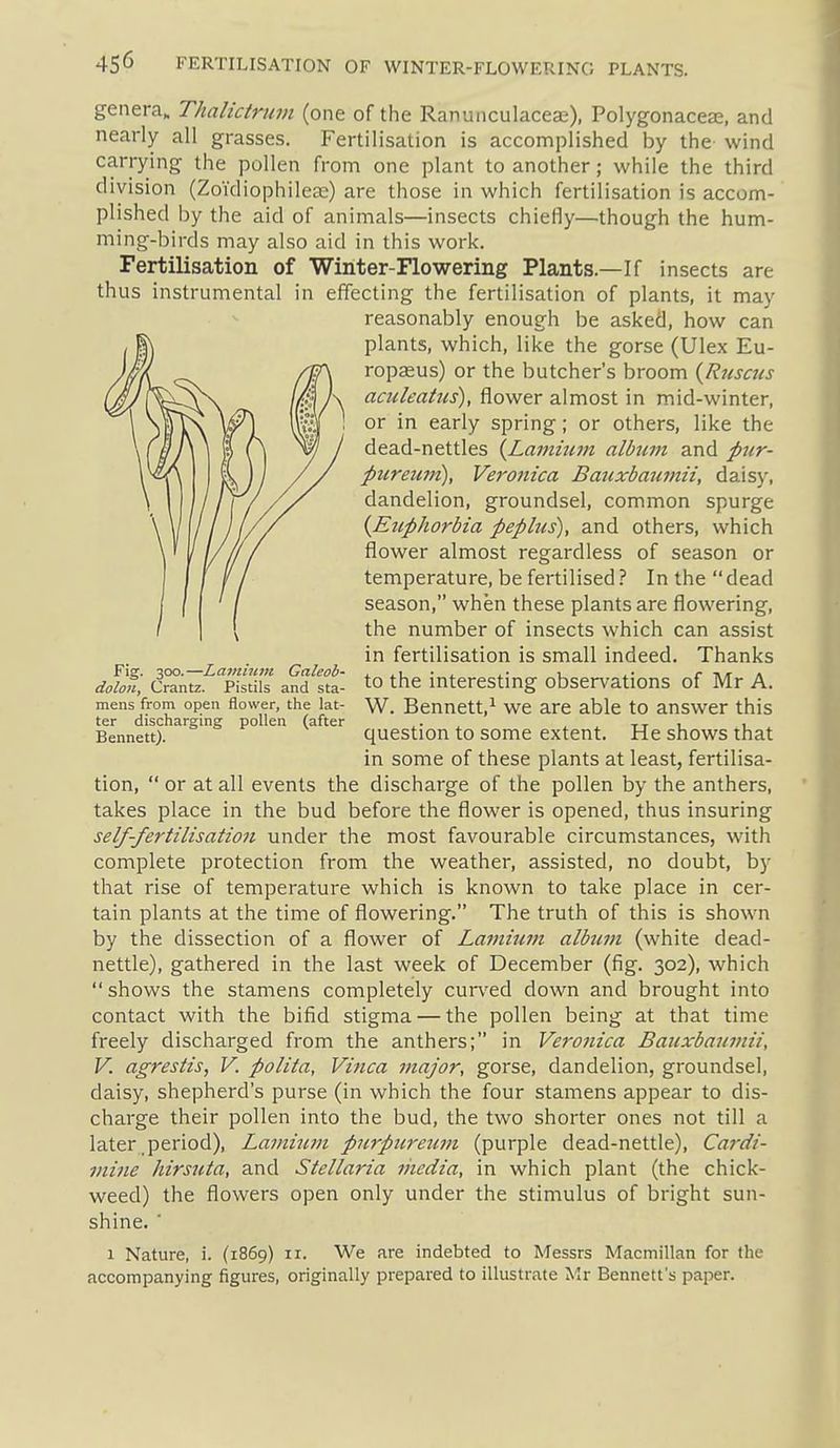 genera, Thalicirum (one of the Ranunculaceas), Polygonacea;, and nearly all grasses. Fertilisation is accomplished by the wind carrying the pollen from one plant to another; while the third division (Zoidiophilcce) are those in which fertilisation is accom- plished by the aid of animals—insects chiefly—though the hum- ming-birds may also aid in this work. Fertilisation of Winter-Flowering Plants.—If insects are thus instrumental in effecting the fertilisation of plants, it may reasonably enough be asked, how can plants, which, like the gorse (Ulex Eu- ropaeus) or the butcher's broom {Rnscjts aculeatus), flower almost in mid-winter, or in early spring; or others, like the dead-nettles {Lamiicm album and pur- pureuni), Veronica Bauxbaumii, dais)^ dandelion, groundsel, common spurge {^Euphorbia peplus), and others, which flower almost regardless of season or temperature, be fertilised ? In the dead season, when these plants are flowering, the number of insects which can assist in fertilisation is small indeed. Thanks doilfi, Cmnte.^'pSiis and'^stf- to the interesting observations of Mr A. mens from open flower, the lat- w. Bennett,^ we are able to answer this ter discharging pollen (after ,. , . tt i i Bennett). question to some extent. He shows that in some of these plants at least, fertilisa- tion, or at all events the discharge of the pollen by the anthers, takes place in the bud before the flower is opened, thus insuring self-fertilisation under the most favourable circumstances, with complete protection from the weather, assisted, no doubt, by that rise of temperature which is known to take place in cer- tain plants at the time of flowering. The truth of this is shown by the dissection of a flower of Lamium album (white dead- nettle), gathered in the last week of December (fig. 302), which shows the stamens completely cur\'ed down and brought into contact with the bifid stigma — the pollen being at that time freely discharged from the anthers; in Veronica Bauxbaumii, V. agrestis, V. polita, Vinca major, gorse, dandelion, groundsel, daisy, shepherd's purse (in which the four stamens appear to dis- charge their pollen into the bud, the two shorter ones not till a later period), Lamium purpureum (purple dead-nettle), Cardi- mine hirsuta, and Stellaria media, in which plant (the chick- weed) the flowers open only under the stimulus of bright sun- shine. ■ 1 Nature, i. (1869) ir. We are indebted to Messrs Macmillan for the accompanying figures, originally prepared to illustrate Mr Bennett's paper.
