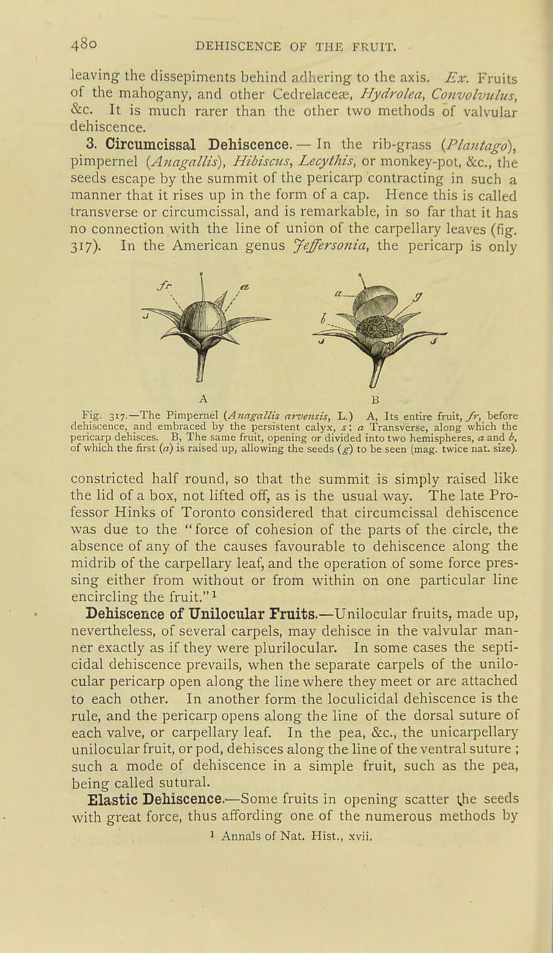 leaving the dissepiments behind adliering to the axis. Ex. Fruits of the mahogany, and other Cedrelaceas, Hydrolea, Convolvulus, &c. It is much rarer than the other two methods of valvular dehiscence. 3. Circumcissal Dehiscence. — In the rib-grass {Plantago), pimpernel {Anagallis), Hibiscus, Lecythis, or monkey-pot, &c., the .seeds escape by the summit of the pericarp contracting in such a manner that it rises up in the form of a cap. Hence this is called transverse or circumcissal, and is remarkable, in so far that it has no connection with the line of union of the carpellary leaves (fig. 317). In the American genus Jeffersonia, the pericarp is only Fig. 317.—The Pimpernel (Anagallis arvensis, L.) A, Its entire fruit,/r, before dehiscence, and embraced by the persistent calyx, ^; a Transverse, along which the pericarp dehisces. B, The same fruit, opening or divided into two hemispheres, a and b, of which the first («) is raised up, allowing the seeds {g) to be seen (mag. twice nat. size). constricted half round, so that the summit is simply raised like the lid of a box, not lifted off, as is the usual way. The late Pro- fessor Hinks of Toronto considered that circumcissal dehiscence was due to the force of cohesion of the parts of the circle, the absence of any of the causes favourable to dehiscence along the midrib of the carpellary leaf, and the operation of some force pres- sing either from without or from within on one particular line encircling the fruit. ^ Dehiscence of Unilocular Fruits.—Unilocular fruits, made up, nevertheless, of several carpels, may dehisce in the valvular man- ner exactly as if they were plurilocular. In some cases the septi- cidal dehiscence prevails, when the separate carpels of the unilo- cular pericarp open along the line where they meet or are attached to each other. In another form the loculicidal dehiscence is the rule, and the pericarp opens along the line of the dorsal suture of each valve, or carpellary leaf. In the pea, &c., the unicarpellary unilocular fruit, or pod, dehisces along the line of the ventral suture ; such a mode of dehiscence in a simple fruit, such as the pea, being called sutural. Elastic Dehiscence.'—Some fruits in opening scatter t.he seeds with great force, thus affording one of the numerous methods by 1 Annals of Nat. Hist., xvii.