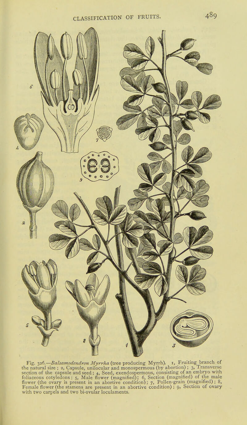 Fig. ■yA.—Bahamodendron Myrrha (tree producing Myrrh), i, Fruiting branch of the natural size ; 2, Capsule, unilocular and monospermous (by abortion) ; 3, Transverse section of the capsule and seed ; 4, Seed, exendospermous, consisting of an embryo with foliaceous cotyledons; 5, Male flower (magnified); 6, Section (magnified) of the male flower (the ovary is present in an abortive condition); 7, Pollen-grain (magnified) ; 8, Female flower (the stamens are present in an abortive condition) ; 9, Section of ovary with two carpels and two bi-ovular loculaments.