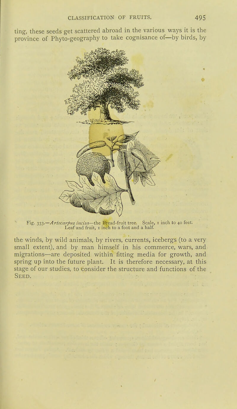 ting, these seeds get scattered abroad in the various ways it is the province of Phyto-geography to take cognisance of—by birds, by Fig. 333.—Ariocarpns hicisa—the Bread-fruit tree. Scale, i inch to 40 feet. Leaf and fruit, i inch to a foot and a half. the winds, by wild animals, by rivers, currents, icebergs (to a very small extent), and by man himself in his commerce, wars, and migrations—are deposited within fitting media for growth, and spring up into the future plant. It is therefore necessary, at this stage of our studies, to consider the structure and functions of the Seed.