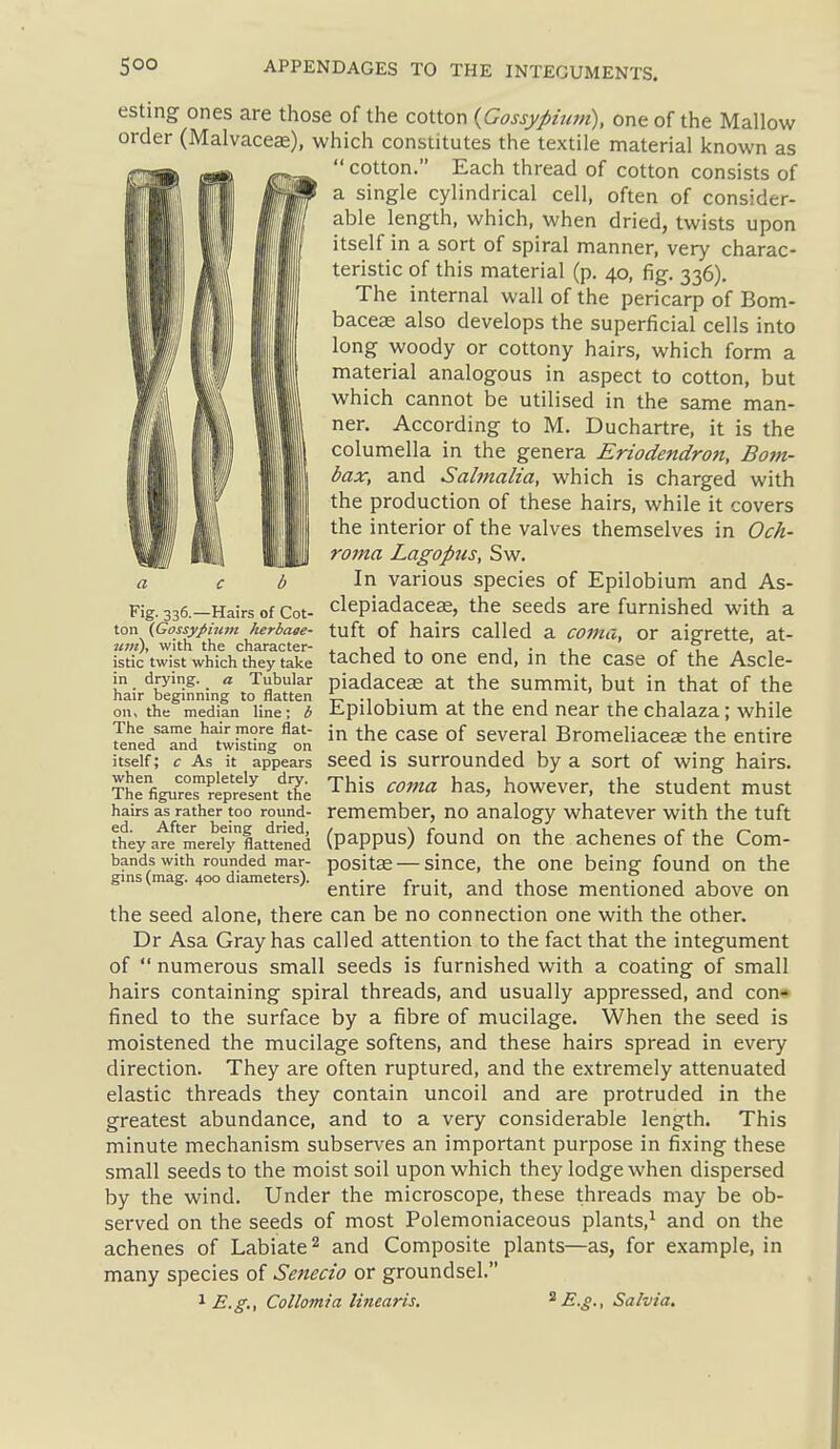 esting ones are those of the cotton {Gossypiuni), one of the Mallow order (Malvaceae), which constitutes the textile material known as  cotton. Each thread of cotton consists of a single cylindrical cell, often of consider- able length, which, when dried, twists upon itself in a sort of spiral manner, very charac- teristic of this material (p. 40, fig. 336). The internal wall of the pericarp of Bom- baceae also develops the superficial cells into long woody or cottony hairs, which form a material analogous in aspect to cotton, but which cannot be utilised in the same man- ner. According to M. Duchartre, it is the columella in the genera Eriodendron, Bom- bax, and Sahnalia, which is charged with the production of these hairs, while it covers the interior of the valves themselves in Och- roma Lagopus, Sw. In various species of Epilobium and As- clepiadaceas, the seeds are furnished with a tuft of hairs called a coma, or aigrette, at- tached to one end, in the case of the Ascle- piadaceae at the summit, but in that of the Epilobium at the end near the chalaza; while tened and twisting on '''^ ^^e case of Several Bromeliaceae the entire itself; c As it appears Seed IS surrounded by a sort of wing hairs. This coma has, however, the student must remember, no analogy whatever with the tuft Fig. 336.—Hairs of Cot- ton {Gossypium herbage- itin), with the character- istic twist which they take in drying, a Tubular hair beginning to flatten on, the median line; b The same hair more flat- bands with rounded mar- gins (mag. 400 diameters). when completely dry. The figures represent the hairs as rather too round- theyafI'merdyflat'teMd (P^PPUs) found On the achenes of the Com- positae — since, the one being found on the entire fruit, and those mentioned above on the seed alone, there can be no connection one with the other. Dr Asa Gray has called attention to the fact that the integument of  numerous small seeds is furnished with a coating of small hairs containing spiral threads, and usually appressed, and con» fined to the surface by a fibre of mucilage. When the seed is moistened the mucilage softens, and these hairs spread in every direction. They are often ruptured, and the extremely attenuated elastic threads they contain uncoil and are protruded in the greatest abundance, and to a very considerable length. This minute mechanism subserves an important purpose in fixing these small seeds to the moist soil upon which they lodge when dispersed by the wind. Under the microscope, these threads may be ob- served on the seeds of most Polemoniaceous plants,^ and on the achenes of Labiate ^ and Composite plants—as, for example, in many species of Senecio or groundsel. E.g., Collomia linearis. E-g-, Salvia,