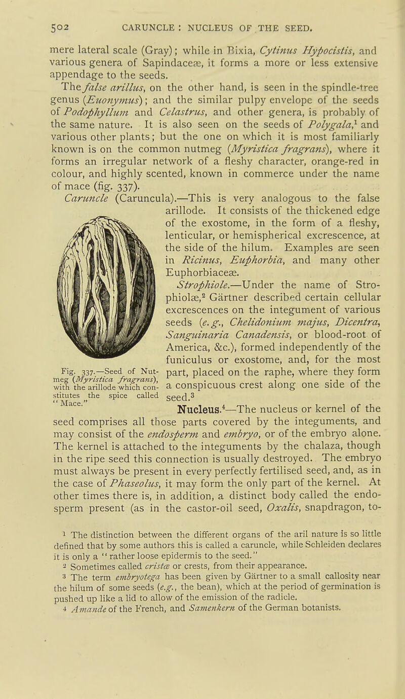 mere lateral scale (Gray); while in Bixia, Cytinus Hypocistis, and various genera of Sapindaceae, it forms a more or less extensive appendage to the seeds. The false arillus, on the other hand, is seen in the spindle-tree genus [Euonymus); and the similar pulpy envelope of the seeds of Podophyllum and Celastrtcs, and other genera, is probably of the same nature. It is also seen on the seeds of Polygala} and various other plants; but the one on w^hich it is most familiarly known is on the common nutmeg {Myristica fragrans), where it forms an irregular network of a fleshy character, orange-red in colour, and highly scented, known in commerce under the name of mace (fig. 337). Caruncle (Caruncula).—This is very analogous to the false arillode. It consists of the thickened edge of the exostome, in the form of a fleshy, lenticular, or hemispherical excrescence, at the side of the hilum. Examples are seen in Ricinus, Euphorbia, and many other Euphorbiaceae. Strophiole.—Under the name of Stro- phiolae,^ Gartner described certain cellular excrescences on the integument of various seeds {e.g., Chelidonitiin niajus, Dicentra, Sanguinaria Canadensis, or blood-root of America, &c.), formed independently of the funiculus or exostome, and, for the most Fig. 337.—Seed of Nut- part, placed on the raphe, where they form meg (Myristica fragrans), . . , -j r with the arillode which con- a conspicuous crest along one side ot the stitutes the spice called seed.^ Nucleus.*—The nucleus or kernel of the seed comprises all those parts covered by the integuments, and may consist of the endosper7n and embryo, or of the embryo alone. The kernel is attached to the integuments by the chalaza, though in the ripe seed this connection is usually destroyed. The embrj'o must always be present in every perfectly fertilised seed, and, as in the case of Phaseobcs, it may form the only part of the kernel. At other times there is, in addition, a distinct body called the endo- sperm present (as in the castor-oil seed, Oxalis, snapdragon, to- 1 The distinction between the different organs of the aril nature is so little defined that by some authors this is called a caruncle, while Schleiden declares it is only a  rather loose epidermis to the seed. 2 Sometimes called crista or crests, from their appearance. 3 The term embryotega has been given by Gartner to a small callosity near the hilum of some seeds {e.g., the bean), which at the period of germination is pushed up like a lid to allow of the emission of the radicle. •1 Amande of the French, and Samenkern of the German botanists.