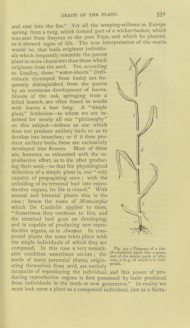 J and cast into the fire. Yet all the weeping-willows in Europe sprang from a twig, which formed part of a wicker-basket, which was sent from Smyrna to the poet Pope, and which he planted, as it showed signs of life. The true interpretation of the words would be, that buds originate individu- als which frequently resemble the parent plant in more characters than those which originate from the seed. Yet, according to Lindley, these water-shoots (indi- viduals developed from buds) are fre- quently distinguished from the parent by an enormous development of leaves. Shoots of the oak, springing from a felled branch, are often found in woods with leaves a foot long. A simple plant, Schleiden—to whom we are in- debted for nearly all our philosophy on this subject—defines as one which does not produce axillary buds so as to develop into branches; or if it does pro- duce axillary buds, these are exclusively developed into flowers. Most of these are, however, so exhausted with the re- productive effort, as to die after produc- ing their seed,—so that his physiological definition of a simple plant is, one only capable of propagating once ; with the unfolding of its terminal bud into repro- ductive organs, its life is closed. With annual and biennial plants this is the case ; hence the name of Monocarpice which De Candolle applied to them.  Sometimes they continue to live, and the terminal bud goes on developing, and is capable of producing new repro- ductive organs, as in Ananas. In com- pound plants the same takes place with the single individuals of which they are composed. In this case a very remark- able condition sometimes occurs ; the seeds of many perennial plants, origin- ating themselves from seed, are entirely incapable of reproducing the individual, and this power of pro- ducing reproductive organs is first possessed by buds produced from individuals in the tenth or new generation. In reality we must look upon a plant as a compound individual, just as a Sertu- 3S3-—Diagram of a sim- ple-stemmed plant like a grass, and of the similar parts or phy- tons, a to g, of which it is com- posed.