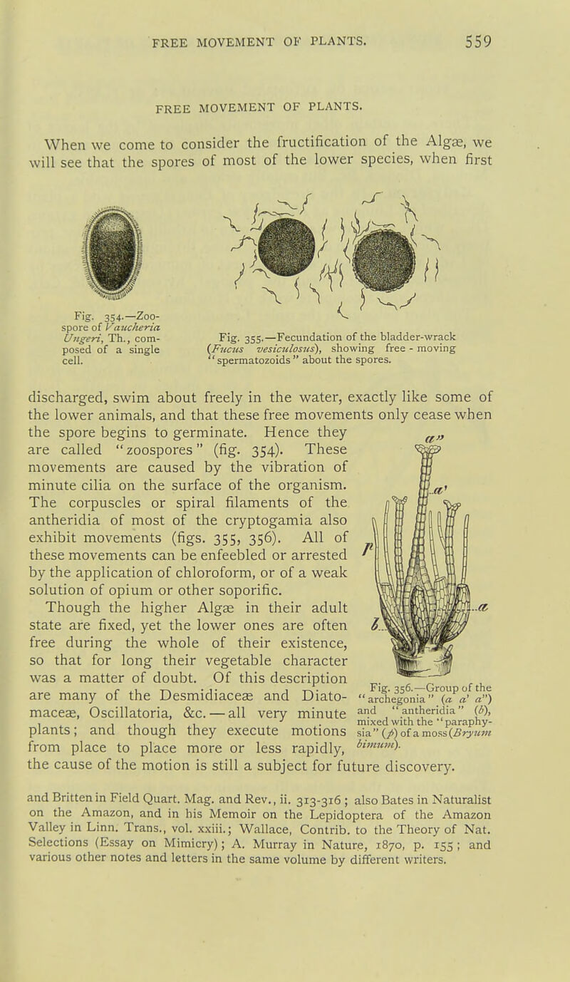 FREE MOVEMENT OF PLANTS. When we come to consider the fructification of the Algse, we will see that the spores of most of the lower species, when first Fig- 354-—Zoo- spore of k'aiicheria Ungeri, Th., com- posed of a single cell. Fig. 355.—Fecundation of the bladder-wrack {Fncns vesiculosns), showing free - moving  spermatozoids  about the spores. discharged, swim about freely in the water, exactly like some of the lower animals, and that these free movements only cease when the spore begins to germinate. Hence they are called  zoospores (fig. 354). These movements are caused by the vibration of minute cilia on the surface of the organism. The corpuscles or spiral filaments of the antheridia of most of the cryptogamia also exhibit movements (figs. 355, 356). All of these movements can be enfeebled or arrested by the application of chloroform, or of a weak solution of opium or other soporific. Though the higher Algae in their adult state are fixed, yet the lower ones are often free during the whole of their existence, so that for long their vegetable character was a matter of doubt. Of this description r it- T-v • !• 1 T^- . Fig. 356.—Group of the are many of the Desmidiaceae and Diato- archegonia {a a' a) macese, Oscillatoria, &c. — all very minute ^A antheridia (b), , , 1111 • mixed with the paraphy- plants; and though they execute motions sia(/)ofamo.ss(jSr)'«;« from place to place more or less rapidly, *««^«)- the cause of the motion is still a subject for future discovery. and Britten in Field Quart. Mag. and Rev., ii. 313-316 ; also Bates in Naturalist on the Amazon, and in his Memoir on the Lepidoptera of the Amazon Valley in Linn. Trans., vol. xxiii.; Wallace, Contrib. to the Theory of Nat. Selections (Essay on Mimicry); A. Murray in Nature, 1870, p. 155 ; and various other notes and letters in the same volume by different writers.