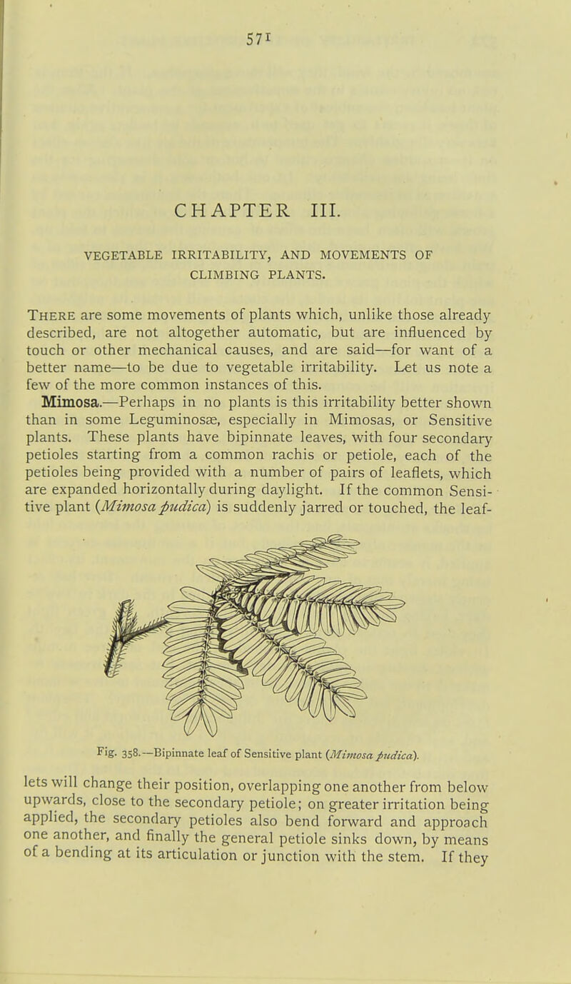 CHAPTER III. VEGETABLE IRRITABILITY, AND MOVEMENTS OF CLIMBING PLANTS. There are some movements of plants which, unlike those already described, are not altogether automatic, but are influenced by touch or other mechanical causes, and are said—for want of a better name—to be due to vegetable irritability. Let us note a few of the more common instances of this. Mimosa.—Perliaps in no plants is this irritability better shown than in some Leguminosas, especially in Mimosas, or Sensitive plants. These plants have bipinnate leaves, with four secondary petioles starting from a common rachis or petiole, each of the petioles being provided with a number of pairs of leaflets, which are expanded horizontally during daylight. If the common Sensi- tive plant {Mimosapudicct) is suddenly jarred or touched, the leaf- F'g- 358.—Bipinnate leaf of Sensitive plant {Mhiwsapudica). lets will change their position, overlapping one another from below upwards, close to the secondary petiole; on greater irritation being applied, the secondary petioles also bend forward and approach one another, and finally the general petiole sinks down, by means of a bending at its articulation or junction with the stem. If they