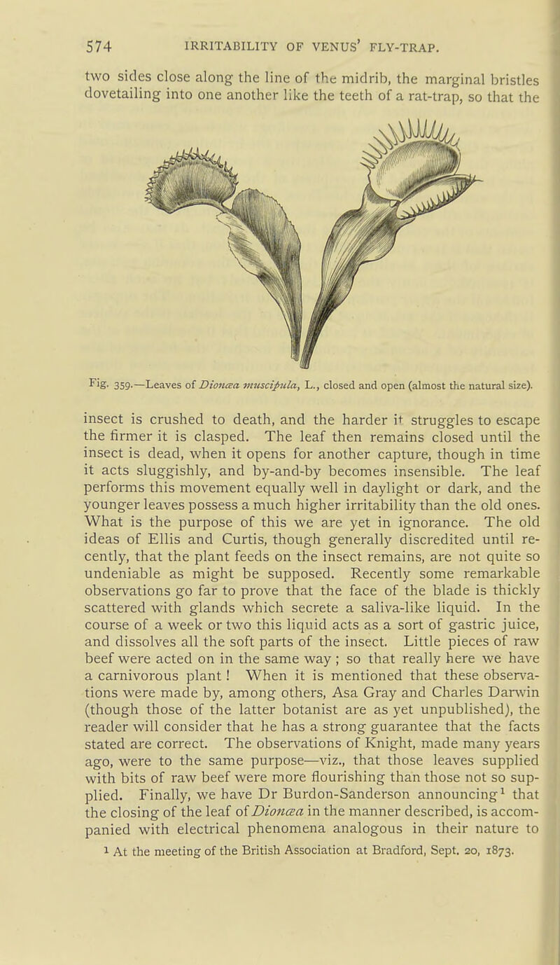 two sides close along the line of the midrib, the marginal bristles dovetailing into one another like the teeth of a rat-trap, so that the F'S- 359'—Leaves ot Dioneea i7ttiscipula, L., closed and open (almost the natural size). insect is crushed to death, and the harder it struggles to escape the firmer it is clasped. The leaf then remains closed until the insect is dead, when it opens for another capture, though in time it acts sluggishly, and by-and-by becomes insensible. The leaf performs this movement equally well in daylight or dark, and the younger leaves possess a much higher irritability than the old ones. What is the purpose of this we are yet in ignorance. The old ideas of Ellis and Curtis, though generally discredited until re- cently, that the plant feeds on the insect remains, are not quite so undeniable as might be supposed. Recently some remarkable observations go far to prove that the face of the blade is thickly scattered with glands which secrete a saliva-like liquid. In the course of a week or two this liquid acts as a sort of gastric juice, and dissolves all the soft parts of the insect. Little pieces of raw beef were acted on in the same way ; so that really here we have a carnivorous plant! When it is mentioned that these obsen^a- tions were made by, among others, Asa Gray and Charles Darwin (though those of the latter botanist are as yet unpublished), the reader will consider that he has a strong guarantee that the facts stated are correct. The observations of Knight, made many years ago, were to the same purpose—viz., that those leaves supplied with bits of raw beef were more flourishing than those not so sup- plied. Finally, we have Dr Burdon-Sanderson announcing^ that the closing of the leaf oiDioncsa in the manner described, is accom- panied with electrical phenomena analogous in their nature to 1 At the meeting of the British Association at Bradford, Sept. 20, 1873.