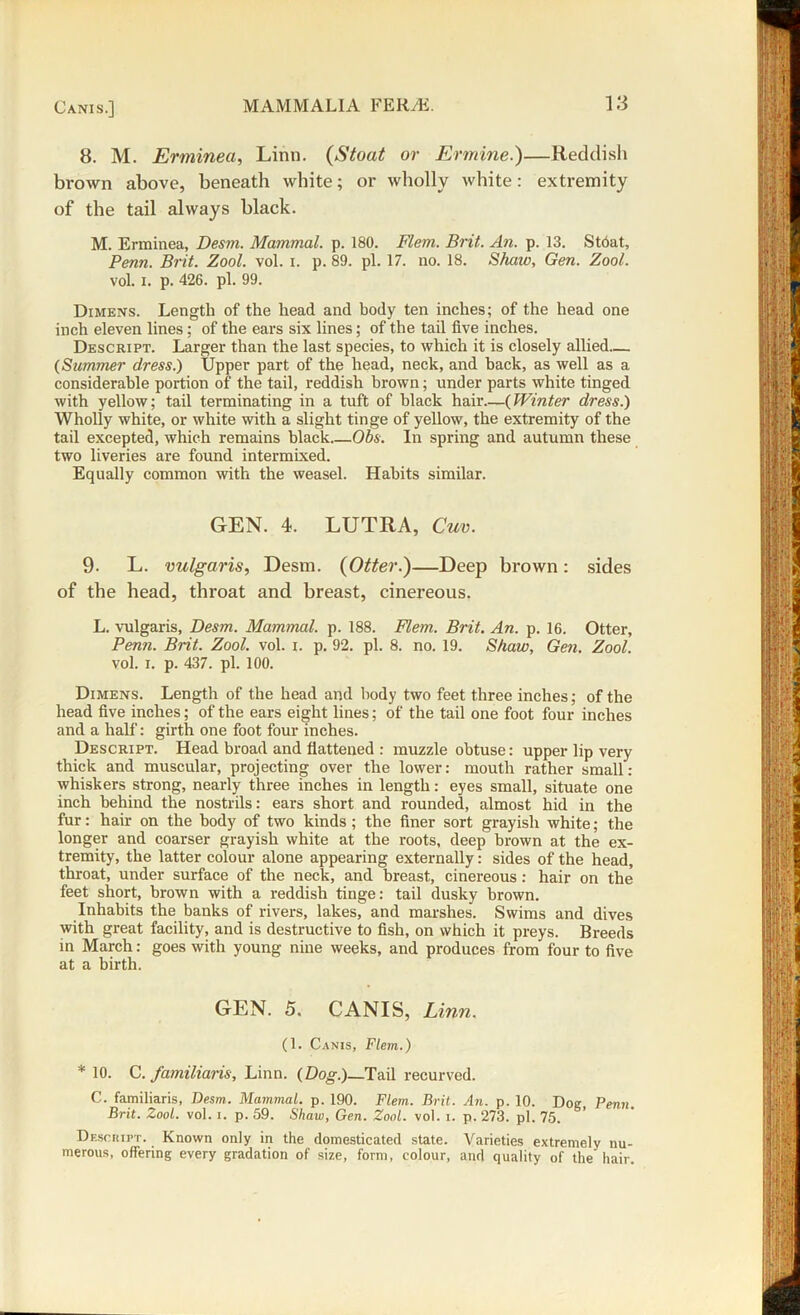 8. M. Erminea, Linn. (Stoat or Ermine.)—Reddish brown above, beneath white; or wholly white: extremity of the tail always black. M. Erminea, Desm. Mammal, p. 180. Flem. Brit. An. p. 13. Stdat, Penn. Brit. Zool. vol. i. p. 89. pi. 17. no. 18. Shaw, Gen. Zool. vol. I. p. 426. pi. 99. Dimens. Length of the head and body ten inches; of the head one inch eleven lines; of the ears six lines; of the tail five inches. Descript. Larger than the last species, to which it is closely allied— (Summer dress.) Upper part of the head, neck, and back, as well as a considerable portion of the tail, reddish brown; under parts white tinged with yellow; tail terminating in a tuft of black hair—(Winter dress.) Wholly white, or white with a slight tinge of yellow, the extremity of the tail excepted, which remains black Obs. In spring and autumn these two liveries are found intermixed. Equally common with the weasel. Habits similar. GEN. 4. LUTRA, Cuv. 9- L. vulgaris, Desm. {Otter.)—Deep brown: sides of the head, throat and breast, cinereous. L. vulgaris, Desm. Mammal, p. 188. Flem. Brit. An. p. 16. Otter, Penn. Brit. Zool. vol. i. p. 92. pi. 8. no. 19. Shaw, Gen. Zool. vol. i. p. 437. pi. 100. Dimens. Length of the head and body two feet three inches; of the head five inches; of the ears eight lines; of the tail one foot four inches and a half: girth one foot four inches. Descript. Head broad and flattened : muzzle obtuse: upper lip very thick and muscular, projecting over the lower: mouth rather small: whiskers strong, nearly three inches in length: eyes small, situate one inch behind the nostrils: ears short and rounded, almost hid in the fur: hair on the body of two kinds ; the finer sort grayish white; the longer and coarser grayish white at the roots, deep brown at the ex- tremity, the latter colour alone appearing externally: sides of the head, throat, under surface of the neck, and breast, cinereous : hair on the feet short, brown with a reddish tinge: tail dusky brown. Inhabits the banks of rivers, lakes, and marshes. Swims and dives with great facility, and is destructive to fish, on which it preys. Breeds in March: goes with young nine weeks, and produces from four to five at a birth. GEN. 5. CANIS, Linn. (1. Canis, Flem.) * 10. C. familiaris, Linn. (Dog.)—Tail recurved. C. familiaris, Desm. Mammal, p. 190. Flem. Brit. An. p. 10. Dog, Penn. Brit. Zool. vol. i. p. 59. Shaw, Gen. Zool. vol. i. p. 273. pi. 75. Descript. Known only in the domesticated state. Varieties extremely nu- merous, offering every gradation of size, form, colour, and quality of the hair.