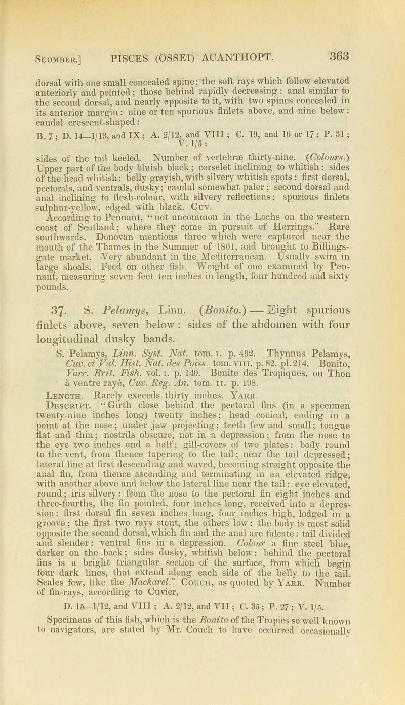 dorsal with one small concealed spine; the soft rays which follow elevated anteriorly and pointed; those behind rapidly decreasing : anal similar to the second dorsal, and nearly opposite to it, with two spines concealed in its anterior margin: nine or ten spurious finlets above, and nine below : caudal crescent-shaped: B. 7; D. 14—1/13, and IX; A. 2/12, and VIII; C. 19, and 16 or 17; P. 31; V. 1/5: sides of the tail keeled. Number of vertebrae thirty-nine. {Colours.) Upper part of the body bluish black; corselet inclining to whitish : sides of the head whitish: belly grayish, with silvery whitish spots : first dorsal, pectorals, and ventrals, dusky; caudal somewhat paler; second dorsal and anal inclining to liesh-colour, with silvery reflections; spurious finlets sulphur-yellow, edged with black. Cuv. According to Pennant, “ not uncommon in the Lochs on the western coast of Scotland; where they come in pursuit of Herrings.” Rare southwards. Donovan mentions three which were captured near the mouth of the Thames in the Summer of 1801, and brought to Billings- gate market. -Very abundant in the Mediterranean. Usually swim in large shoals. Feed on other fish. Weight of one examined by Pen- nant, measuring seven feet ten inches in length, four hundred and sixty pounds. 37. S. Pelamys, Linn. {Bonita.)—Eight spurious finlets above, seven below : sides of the abdomen with four longitudinal dusky bands. S. Pelamys, Linn. Syst. Nat. tom. 1. p. 492. Thynnus Pelamys, Cuv. et Val. Hist. Nat. des Poiss. tom. vm. p. 82. pi. 214. Bonito, Fair. Brit. Fisk. vol. 1. p. 140. Bonite des Tropiques, ou Thon a ventre raye, Cuv. Reg. An. tom. n. p. 198. Length. Rarely exceeds thirty inches. Yarr. Descript. “ Girth close behind the pectoral fins (in a specimen twenty-nine inches long) twenty inches; head conical, ending in a point at the nose; under jaw projecting; teeth few and small; tongue flat and thin; nostrils obscure, not in a depression; from the nose to the eye twTo inches and a half; gill-covers of two plates: body round to the vent, from thence tapering to the tail; near the tail depressed; lateral line at first descending and waved, becoming straight opposite the anal fin, from thence ascending and terminating in an elevated ridge, with another above and below the lateral line near the tail: eye elevated, round; iris silvery: from the nose to the pectoral fin eight inches and three-fourths, the fin pointed, four inches long, received into a depres- sion: first dorsal fin seven inches long, four inches high, lodged in a groove; the first two rays stout, the others low: the body is most solid opposite the second dorsal,which fin and the anal are falcate: tail divided and slender: ventral fins in a depression. Colour a fine steel blue, darker on the back; sides dusky, whitish below7: behind the pectoral fins is a bright triangular section of the surface, from which begin four dark lines, that extend along each side of the belly to the tail. Scales few, like the Mackarel. Couch, as quoted by Yarr. Number of fin-rays, according to Cuvier, D. 15—1/12, and VIII ; A. 2/12, and VII ; C. 35; P. 27; V. 1/5. Specimens of this fish, which is the Bonito of the Tropics so well known 1o navigators, are stated by Mr. Couch to have occurred occasionally