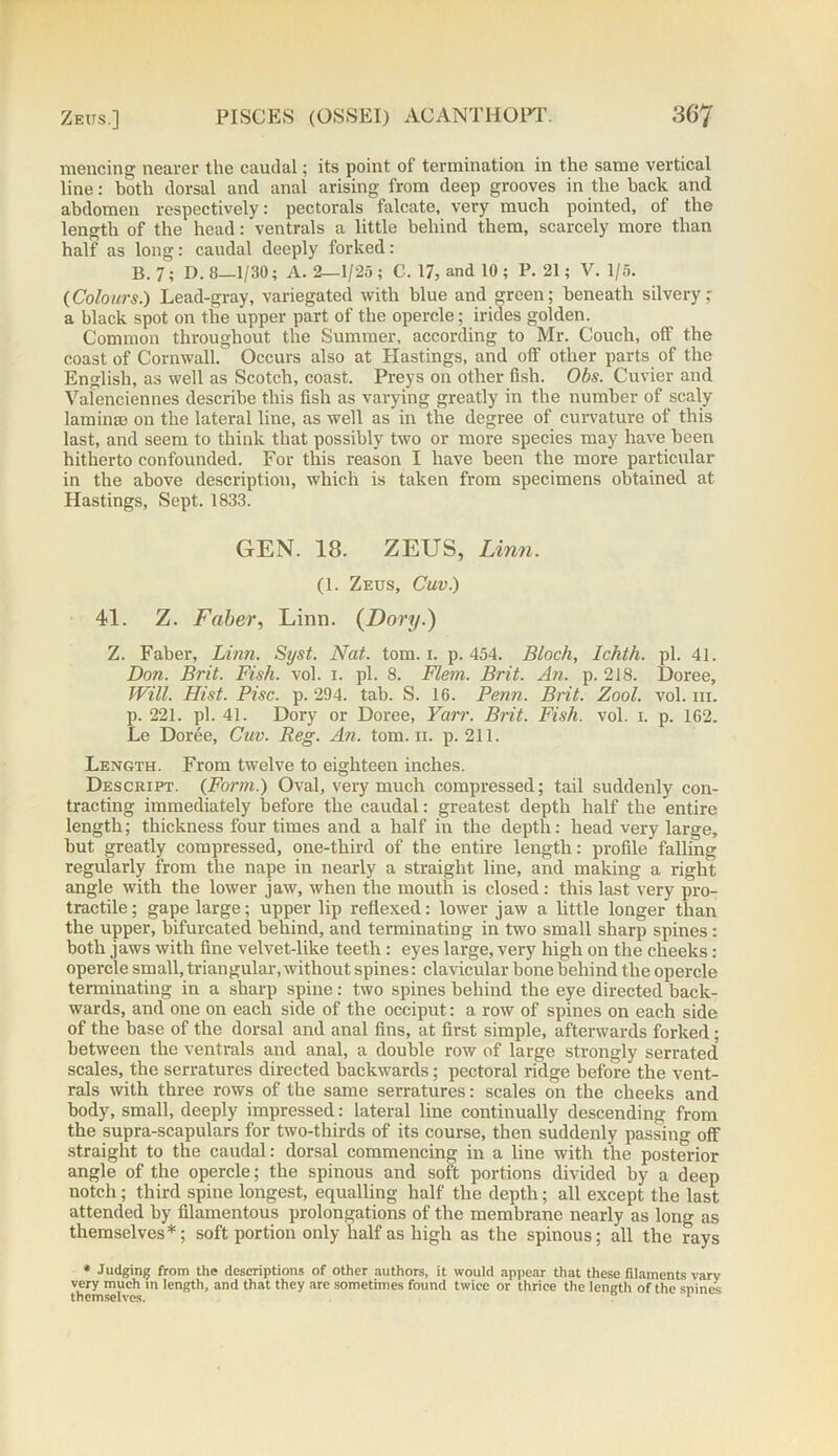 mencing nearer the caudal; its point of termination in the same vertical line: both dorsal and anal arising from deep grooves in the back and abdomen respectively: pectorals falcate, very much pointed, of the length of the head: ventrals a little behind them, scarcely more than half as long: caudal deeply forked: B. 7; D. 8—1/30; A. 2—1/25 ; C. 17, and 10 ; P. 21; V. 1/5. (Colours.) Lead-gray, variegated with blue and green; beneath silvery; a black spot on the upper part of the opercle; irides golden. Common throughout the Summer, according to Mr. Couch, olf the coast of Cornwall. Occurs also at Hastings, and oif other parts of the English, as well as Scotch, coast. Preys on other fish. Obs. Cuvier and Valenciennes describe this fish as varying greatly in the number of scaly lamina; on the lateral line, as well as in the degree of curvature of this last, and seem to think that possibly two or more species may have been hitherto confounded. For this reason I have been the more particular in the above description, which is taken from specimens obtained at Hastings, Sept. 1833. GEN. 18. ZEUS, Linn. (1. Zeus, Cuv.) 41. Z. Faber, Linn. (Dory.) Z. Faber, Linn. Syst. Nat. tom. i. p.454. Bloch, Ichth. pi. 41. Don. Brit. Fish. vol. i. pi. 8. Flem. Brit. An. p. 218. Doree, Will. Hist. Pise. p. 294. tab. S. 16. Penn. Brit. Zool. vol. in. p. 221. pi. 41. Dory or Doree, Yarr. Brit. Fish. vol. i. p. 162. Le Doree, Cuv. Reg. An. tom. ii. p. 211. Length. From twelve to eighteen inches. Descript. (Form.) Oval, very much compressed; tail suddenly con- tracting immediately before the caudal: greatest depth half the entire length; thickness four times and a half in the depth: head very large, but greatly compressed, one-tliird of the entire length: profile falling regularly from the nape in nearly a straight line, and making a right angle with the lower jaw, when the mouth is closed: this last very pro- tractile; gape large; upper lip refiexed: lower jaw a little longer than the upper, bifurcated behind, and terminating in two small sharp spines: both jaws with fine velvet-like teeth : eyes large, very high on the cheeks: opercle small, triangular, without spines: clavicular bone behind the opercle terminating in a sharp spine: two spines behind the eye directed back- wards, and one on each side of the occiput: a row of spines on each side of the base of the dorsal and anal fins, at first simple, afterwards forked; between the ventrals and anal, a double row of large strongly serrated scales, the serratures directed backwards; pectoral ridge before the vent- rals with three rows of the same serratures: scales on the cheeks and body, small, deeply impressed: lateral line continually descending from the supra-scapulars for two-thirds of its course, then suddenly passing off straight to the caudal: dorsal commencing in a line with the posterior angle of the opercle; the spinous and soft portions divided by a deep notch; third spine longest, equalling half the depth; all except the last attended by filamentous prolongations of the membrane nearly as long as themselves*; soft portion only half as high as the spinous; all the rays * Judging from the descriptions of other authors, it would appear that these filaments varv very much in length, and that they are sometimes found twice or thrice the length of the spines themselves. 1