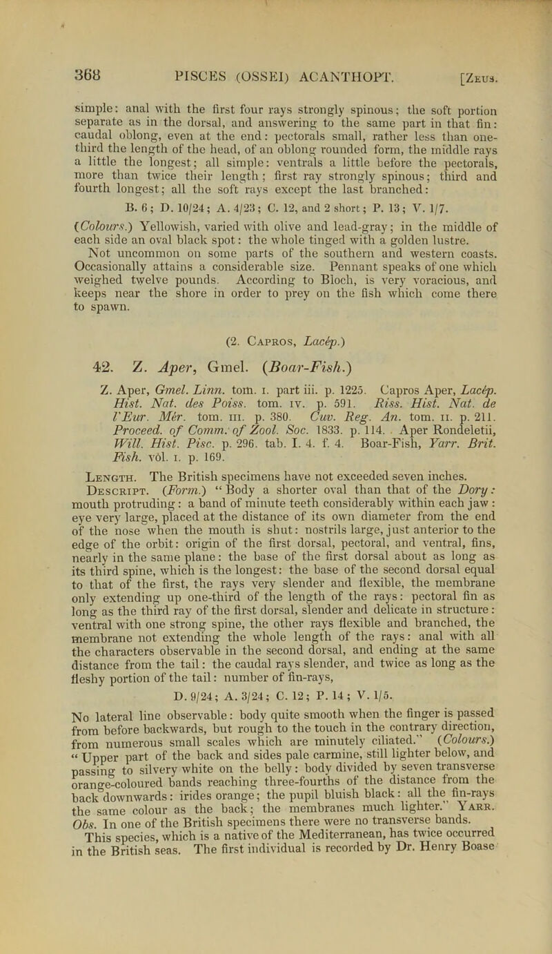 simple: anal with the first four rays strongly spinous; the soft portion separate as in the dorsal, and answering to the same part in that fin: caudal oblong, even at the end: pectorals small, rather less than one- third the length of the head, of an oblong rounded form, the middle rays a little the longest; all simple: ventrals a little before the pectorals, more than twice their length ; first ray strongly spinous; third and fourth longest; all the soft rays except the last branched: B. 6; D. 10/24; A. 4/211; C. 12, and 2 short; P, 13; V. 1/7. {Colours.) Yellowish, varied with olive and lead-gray; in the middle of each side an oval black spot: the whole tinged with a golden lustre. Not uncommon on some parts of the southern and western coasts. Occasionally attains a considerable size. Pennant speaks of one which weighed twelve pounds. According to Bloch, is very voracious, and keeps near the shore in order to prey on the fish which come there to spawn. (2. Capros, Lacip.) 42. Z. Aper, Gmel. (Boar-Fish.) Z. Aper, Gmel. Linn. tom. i. part iii. p. 1225. Capros Aper, Lacip. Hist. Nat. ties Poiss. tom. iv. p. 591. Iiiss. Hist. Nat. da VEur. Mar. tom. in. p. 380. Cuv. Reg. An. tom. ii. p. 211. Proceed, of Comm: of Zool. Soc. 1833. p. 114. Aper Rondeletii, Will. Hist. Pise. p. 296. tab. I. 4. f. 4. Boar-Fish, Yarr. Brit. Fish. v6l. i. p. 169. Length. The British specimens have not exceeded seven inches. Descript. {Form.) “Body a shorter oval than that of the Dory: mouth protruding: a band of minute teeth considerably within each jaw : eye very large, placed at the distance of its own diameter from the end of the nose when the mouth is shut: nostrils large, just anterior to the edge of the orbit: origin of the first dorsal, pectoral, and ventral, fins, nearly in the same plane: the base of the first dorsal about as long as its third spine, which is the longest: the base of the second dorsal equal to that of the first, the rays very slender and flexible, the membrane only extending up one-third of the length of the rays: pectoral fin as long as the third ray of the first dorsal, slender and delicate in structure : ventral with one strong spine, the other rays flexible and branched, the membrane not extending the whole length of the rays: anal with all the characters observable in the second dorsal, and ending at the same distance from the tail: the caudal rays slender, and twice as long as the fleshy portion of the tail: number of fin-rays, D. 9/24; A. 3/24; C. 12; P. 14 ; V. 1/5. No lateral line observable: body quite smooth when the finger is passed from before backwards, but rough to the touch in the contrary direction, from numerous small scales which are minutely ciliated.' {Colours.) « Upper part of the back and sides pale carmine, still lighter below, and passing to silvery white on the belly: body divided by seven transverse orange-coloured bands reaching three-fourths of the distance from the baclAlownwards: irides orange; the pupil bluish black: all the fin-rays the same colour as the back; the membranes much lighter.' Yarr. Ohs. In one of the British specimens there were no transverse bands. This species, which is a native of the Mediterranean, has twice occurred in the British seas. The first individual is recorded by Dr. Henry Boase